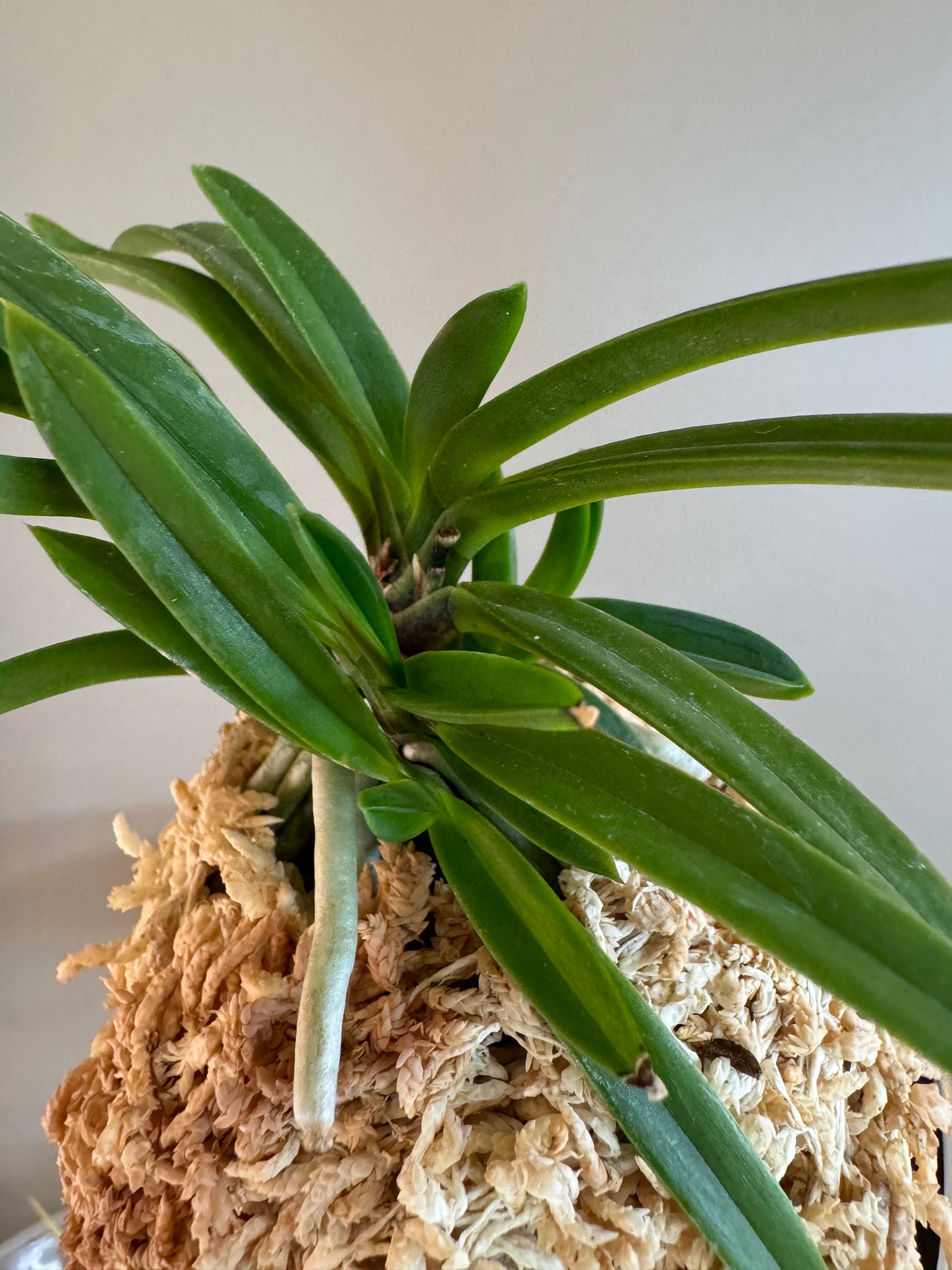 Neofinetia falcata Murasakitaishi 紫大師