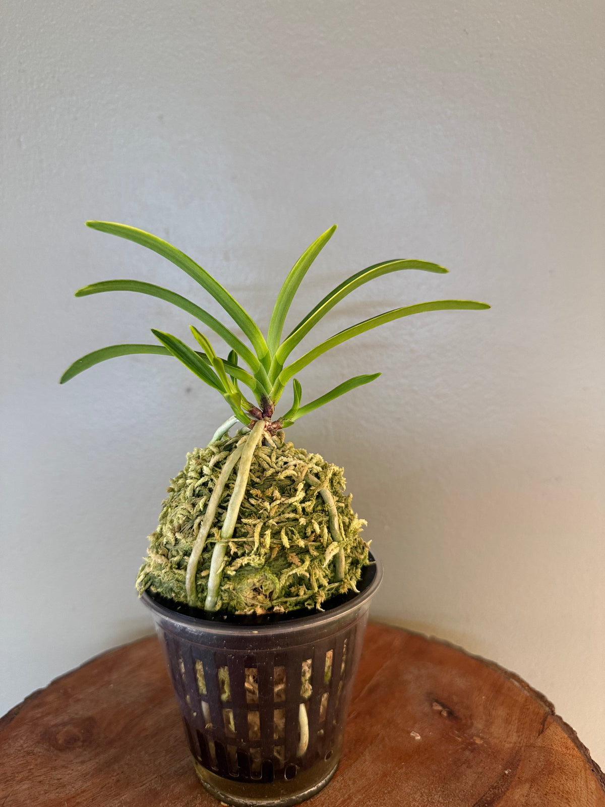 Neofinetia falcata Fugaku 富嶽