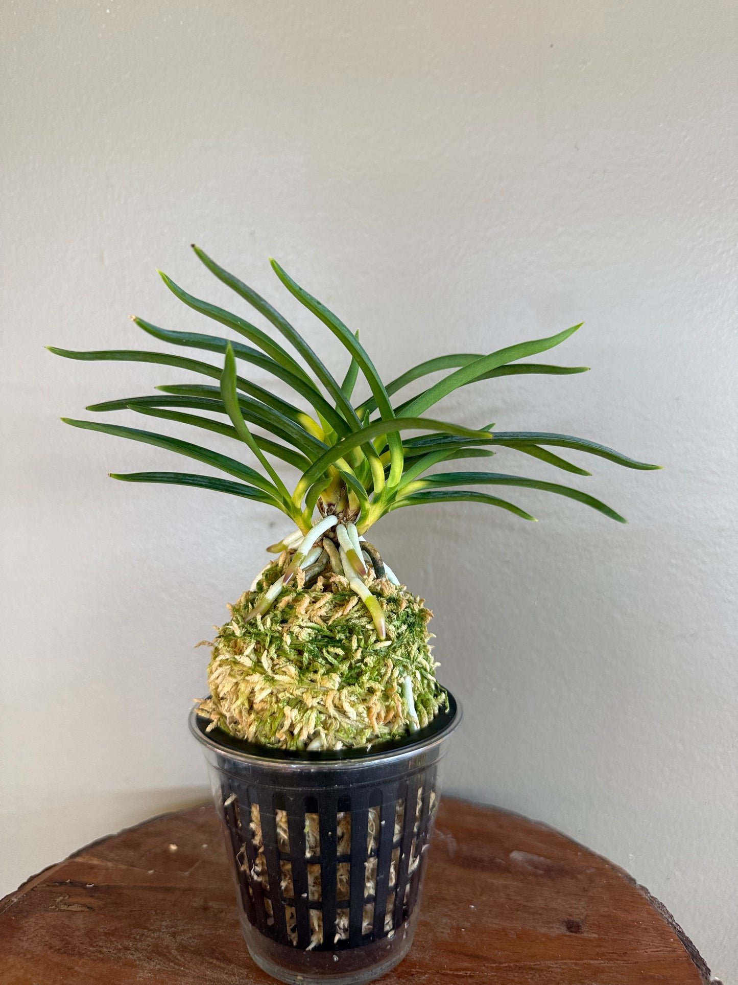 Neofinetia falcata Shinkiro 蜃気楼