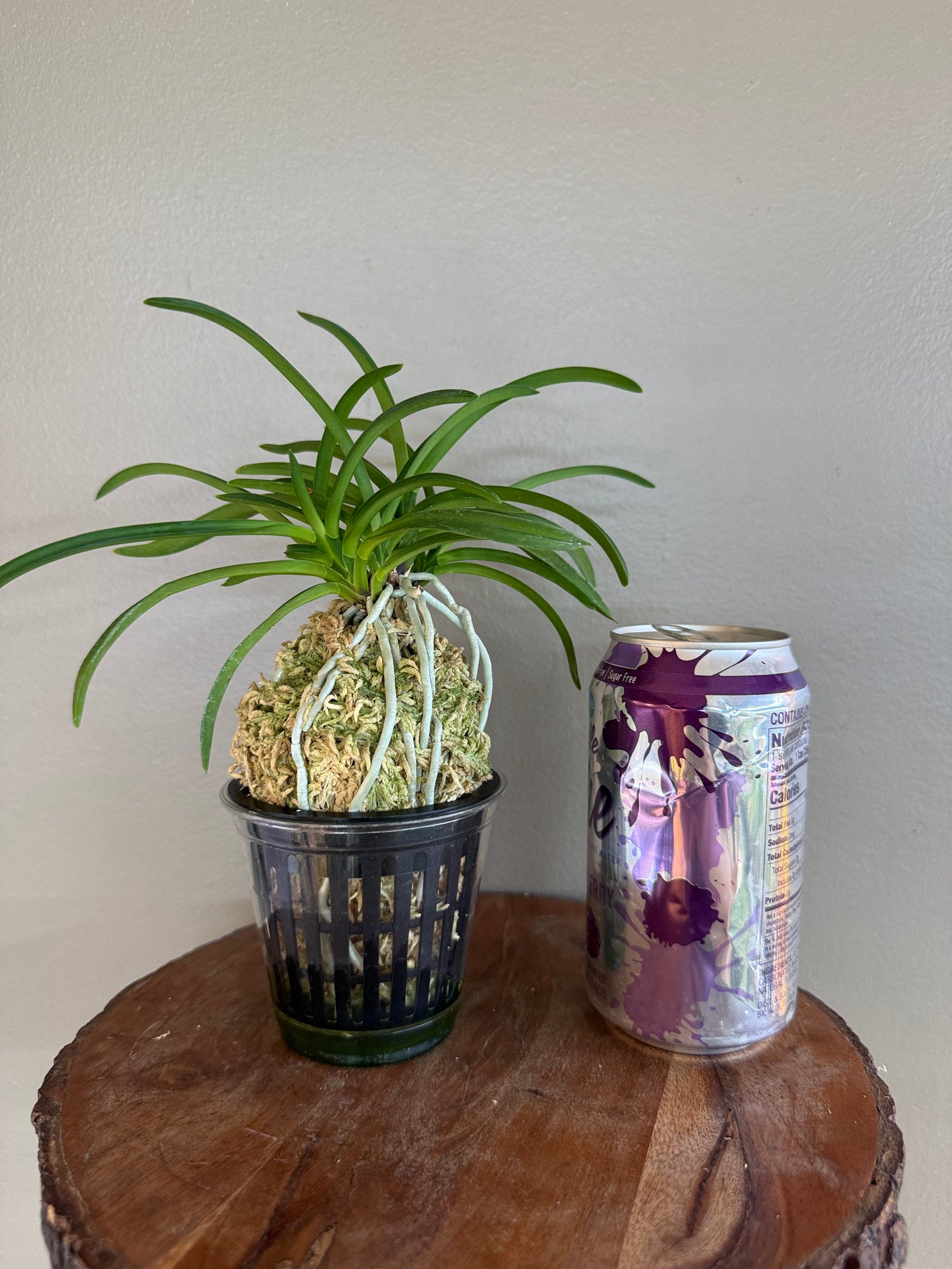 Neofinetia falcata Jangjahong 長紫紅