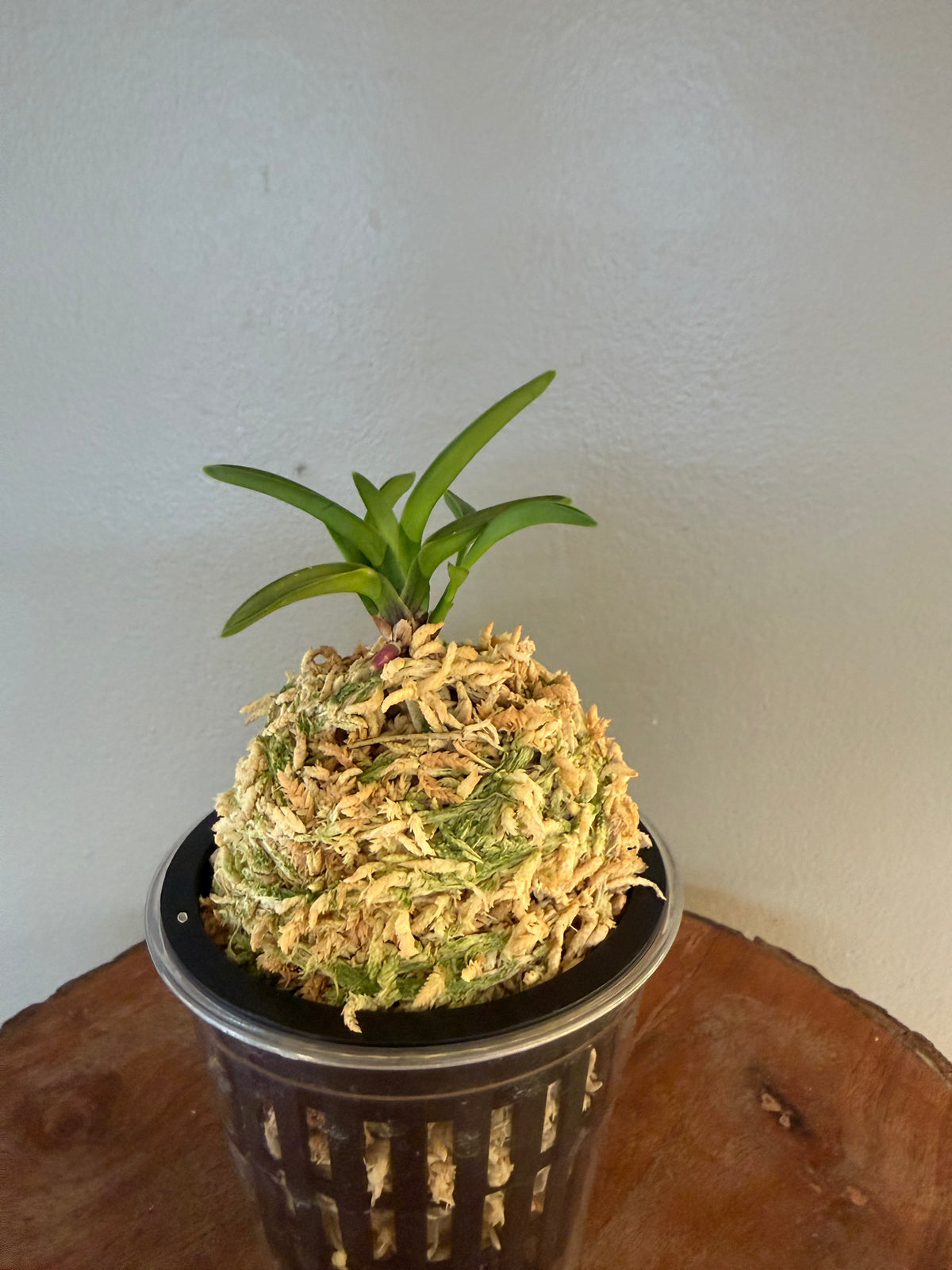 Neofinetia falcata Kinkujaku 金孔雀