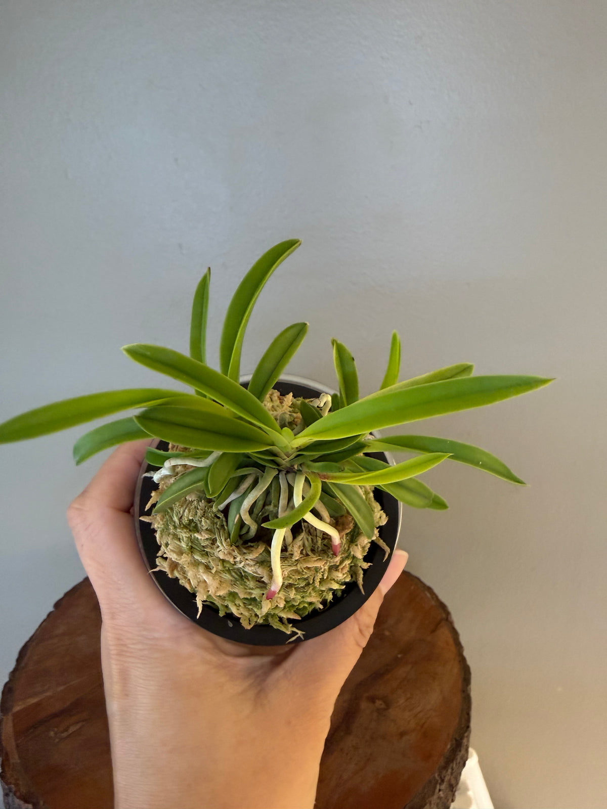 Neofinetia falcata Seoho 瑞虎