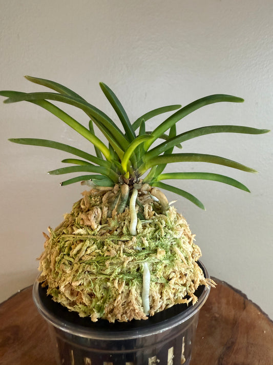 Neofinetia falcata Zuiun 瑞雲