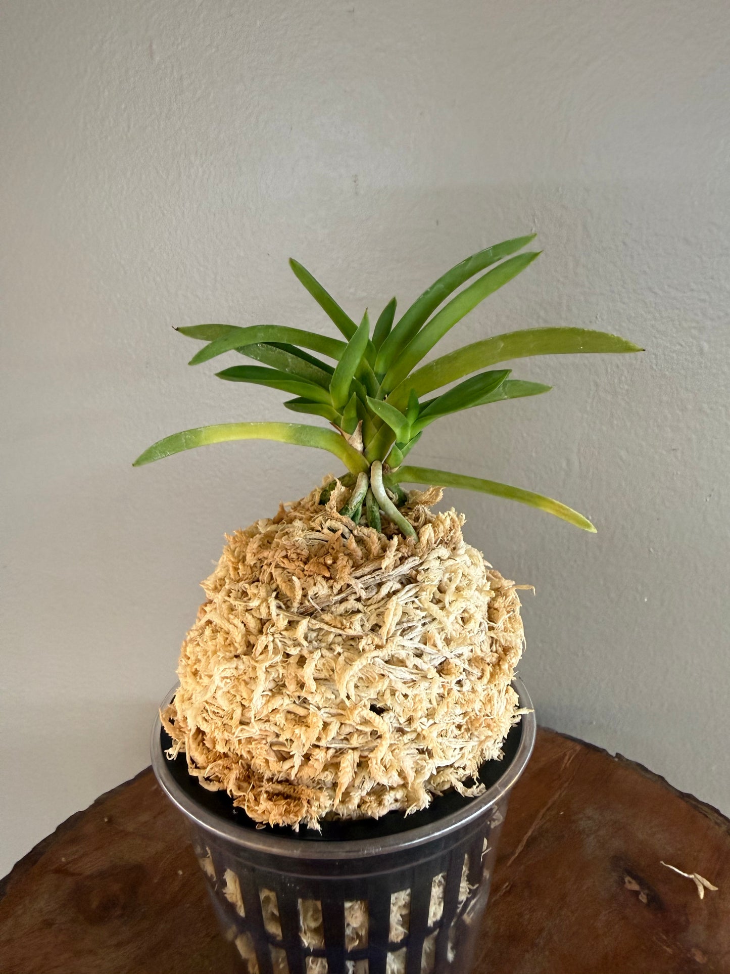 Neofinetia falcata Suisei 彗星