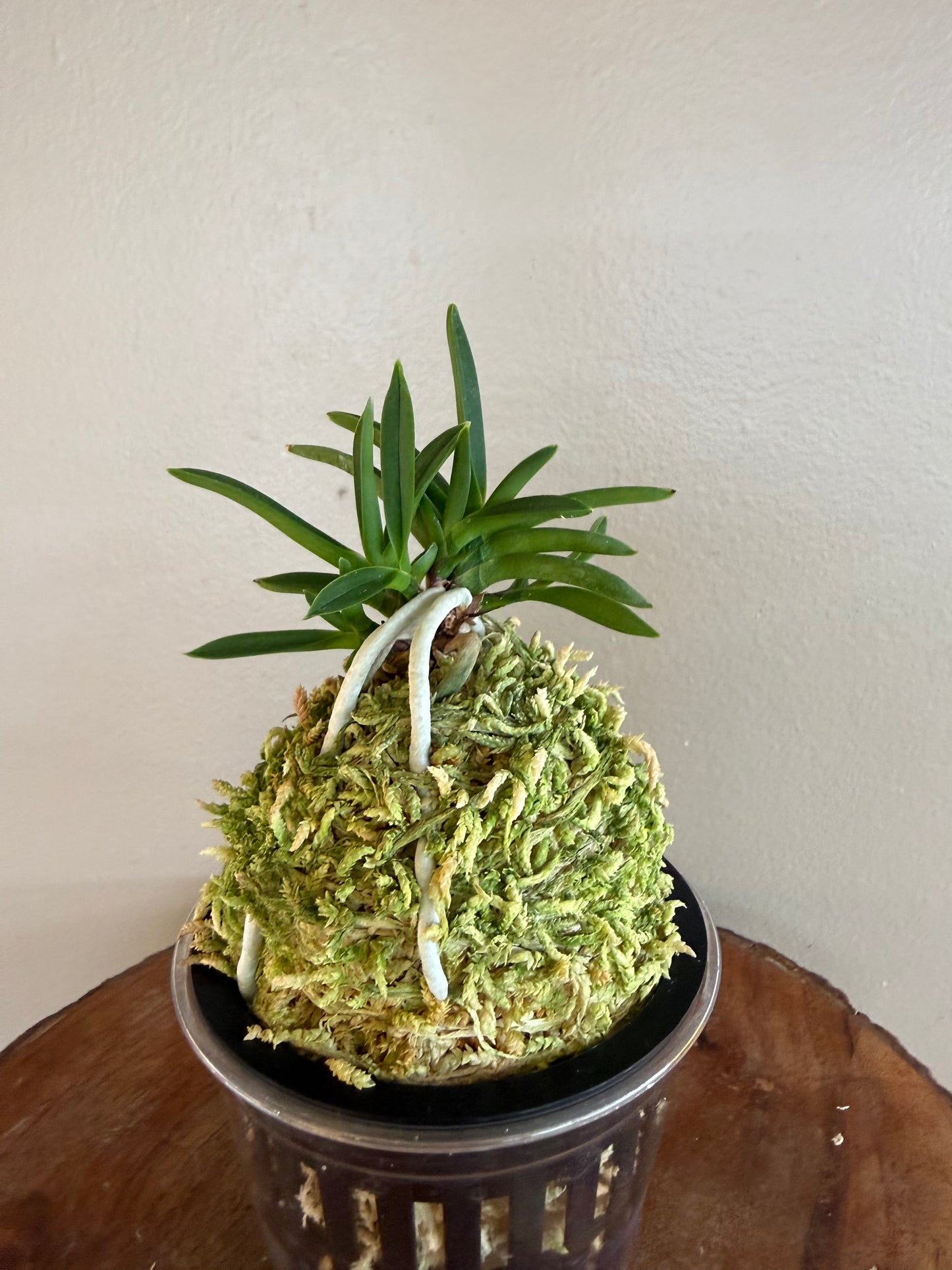 Neofinetia falcata Raizan 雷山