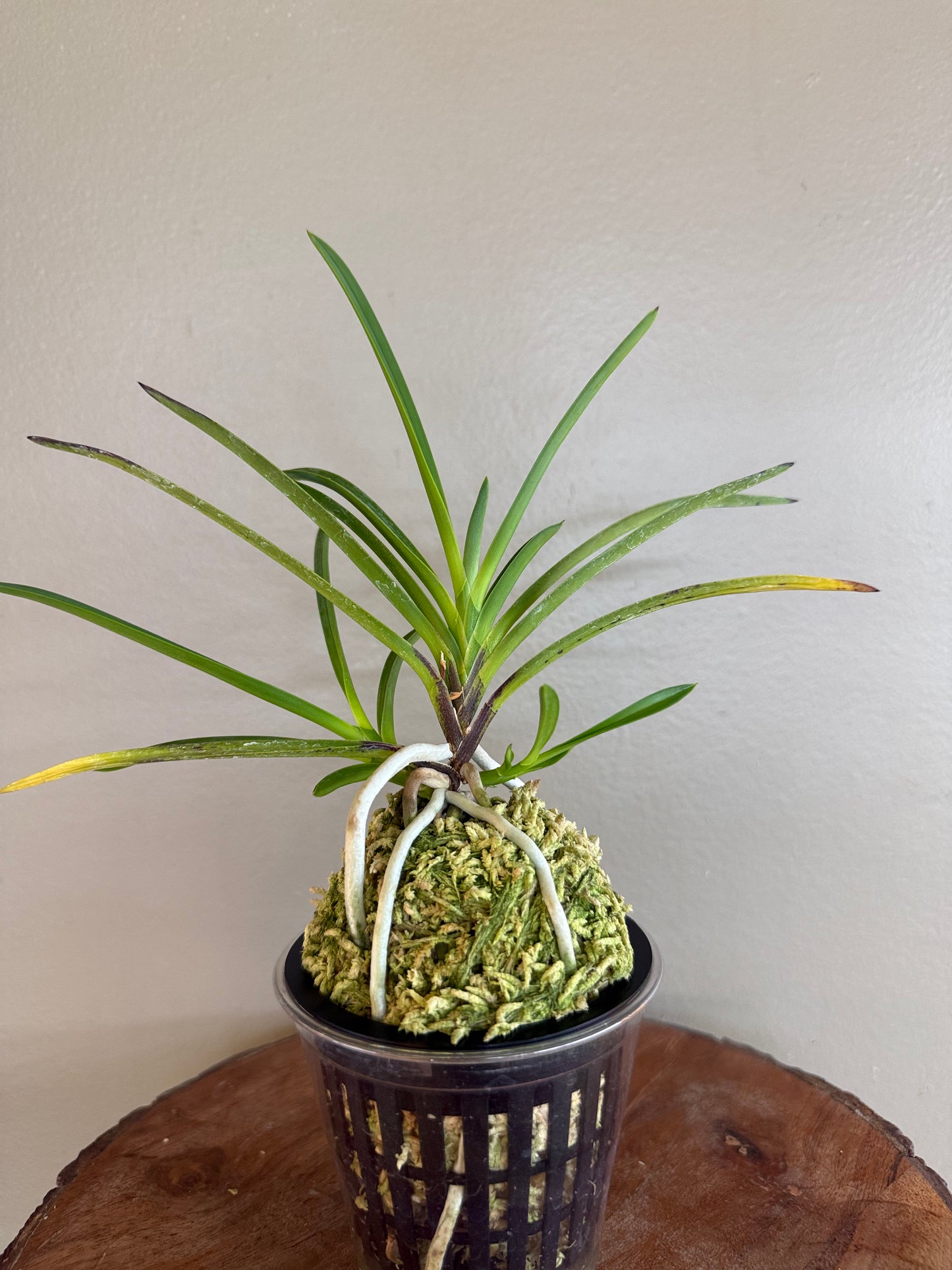 Neofinetia falcata Samjiyeon 三池淵