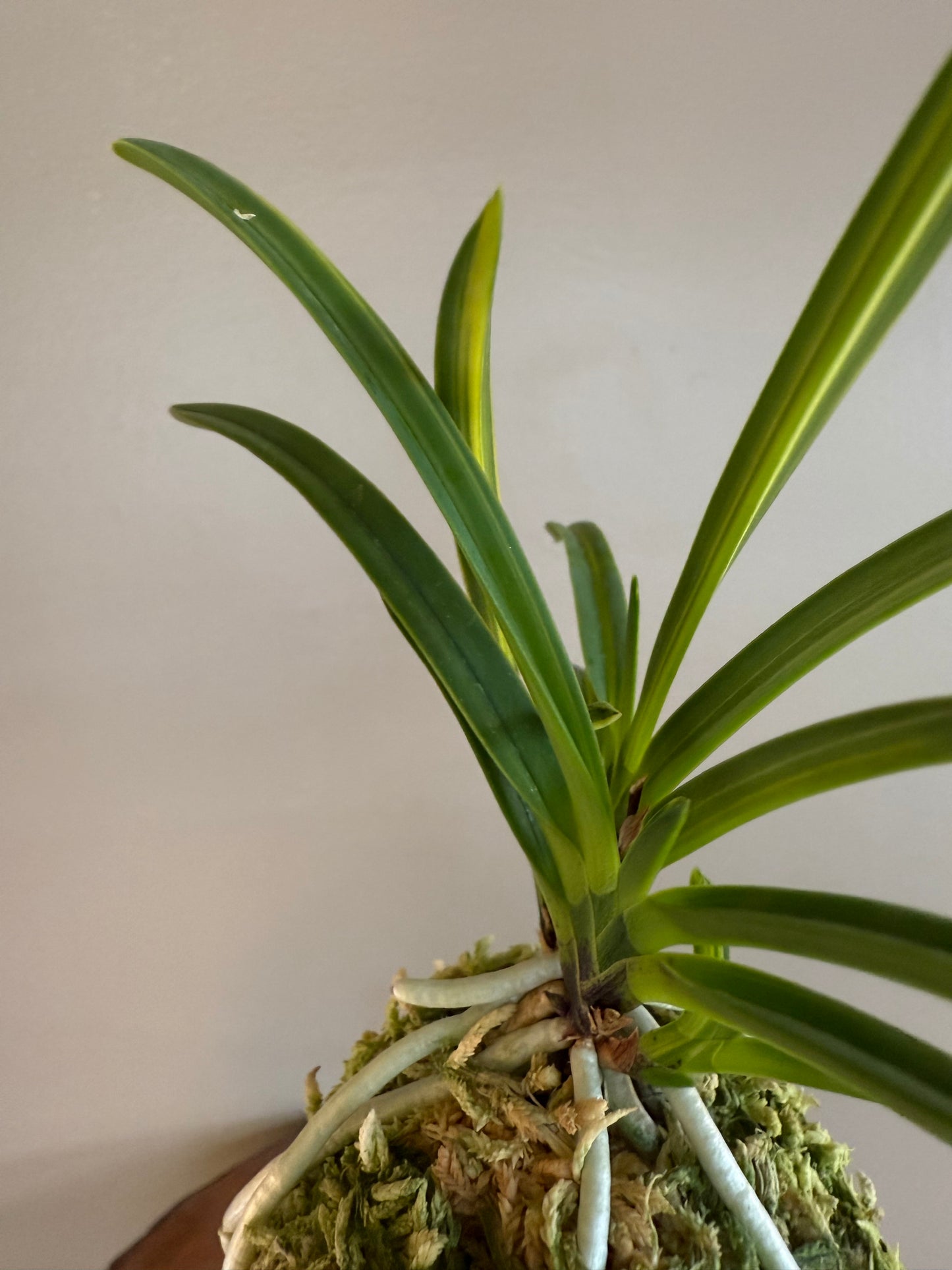 Neofinetia falcata Kinkabuto 金兜