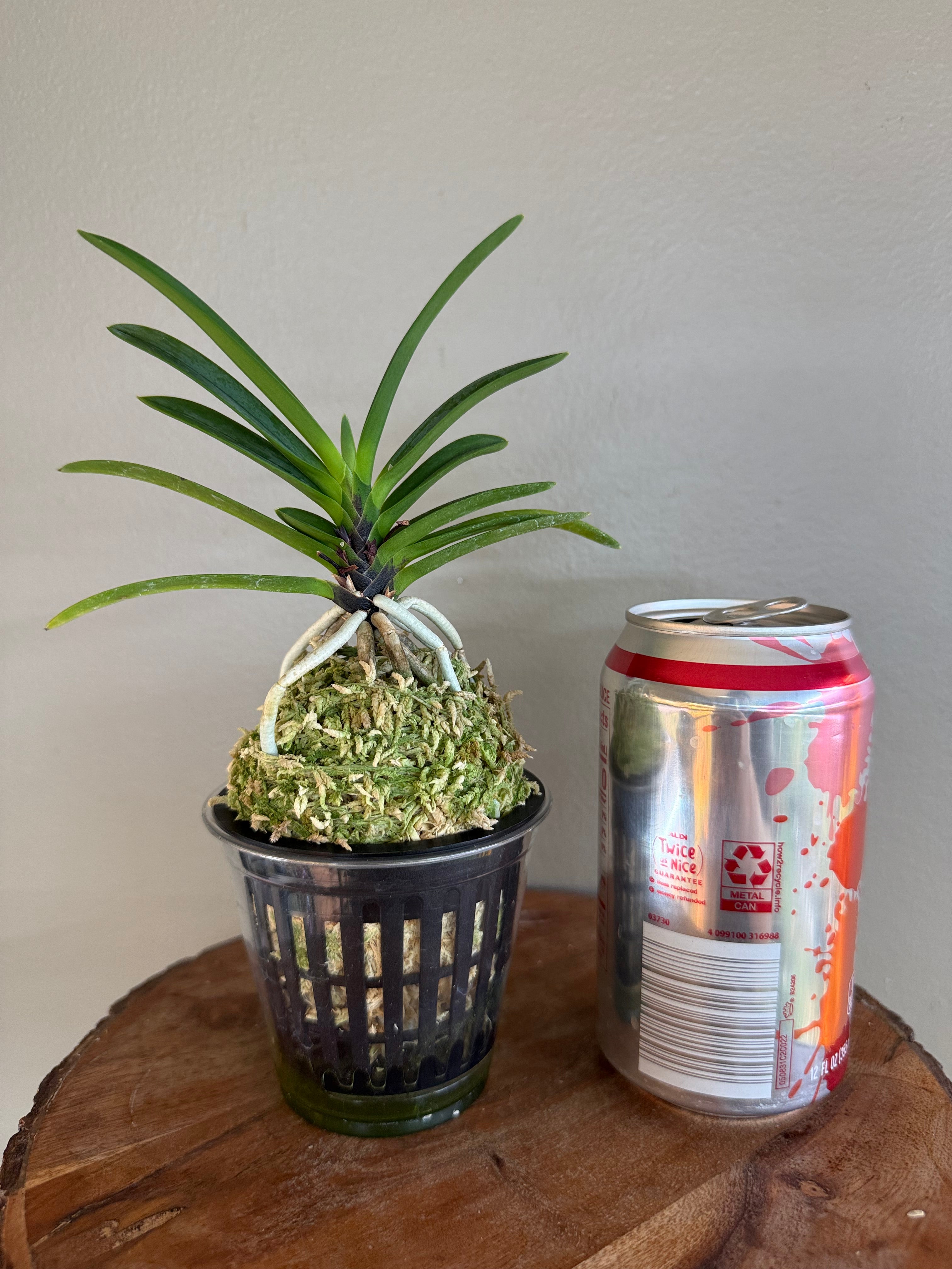 Neofinetia falcata Hanakanzashi 花簪 – Helen's Orchid House