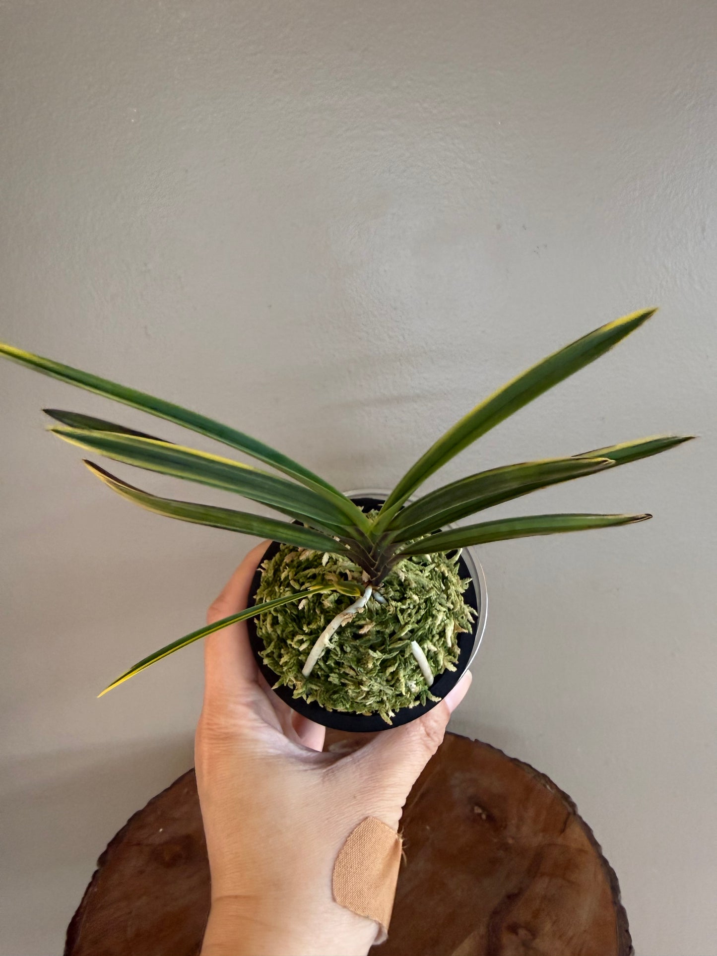 Neofinetia falcata Ouyashima 大八州