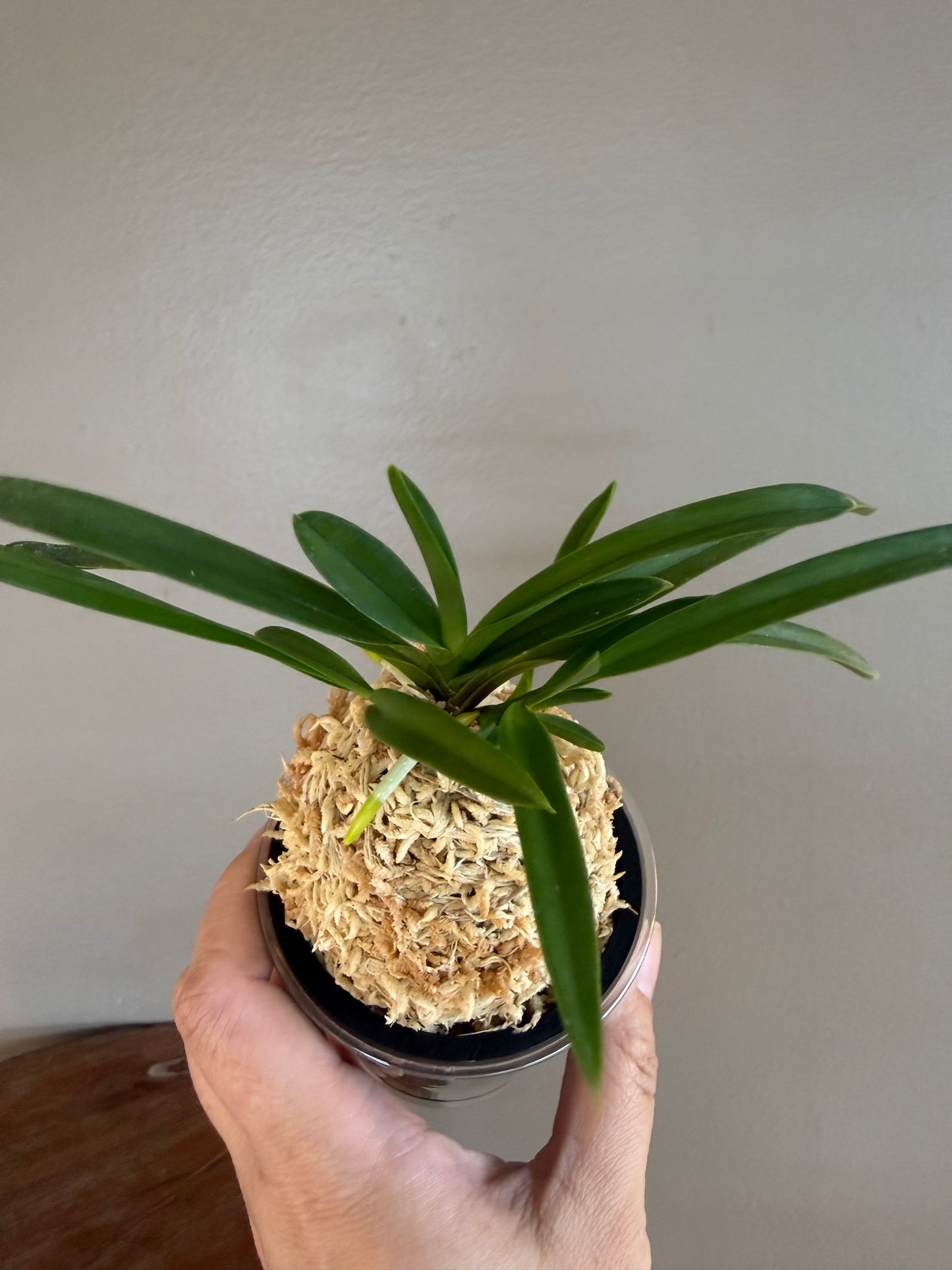 Neofinetia falcata Benigkaede 紅楓