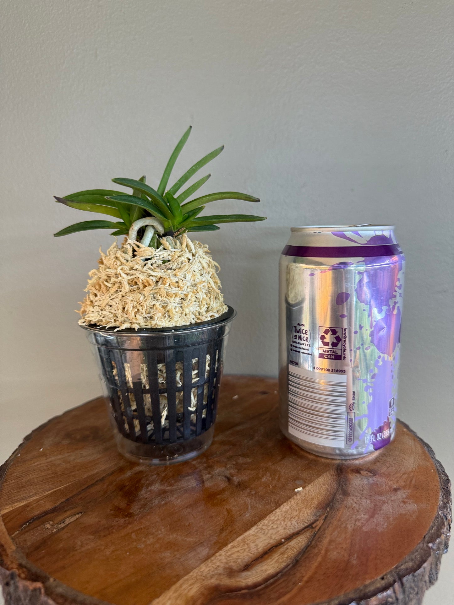 Neofinetia falcata Raizan 雷山