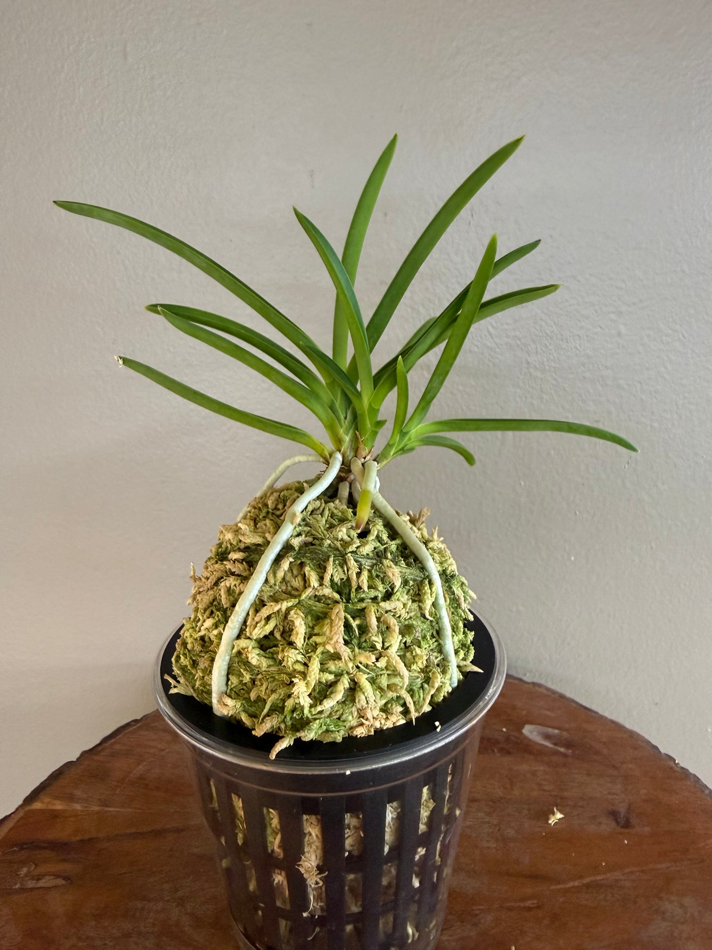 Neofinetia falcata Komachimusume 小町娘