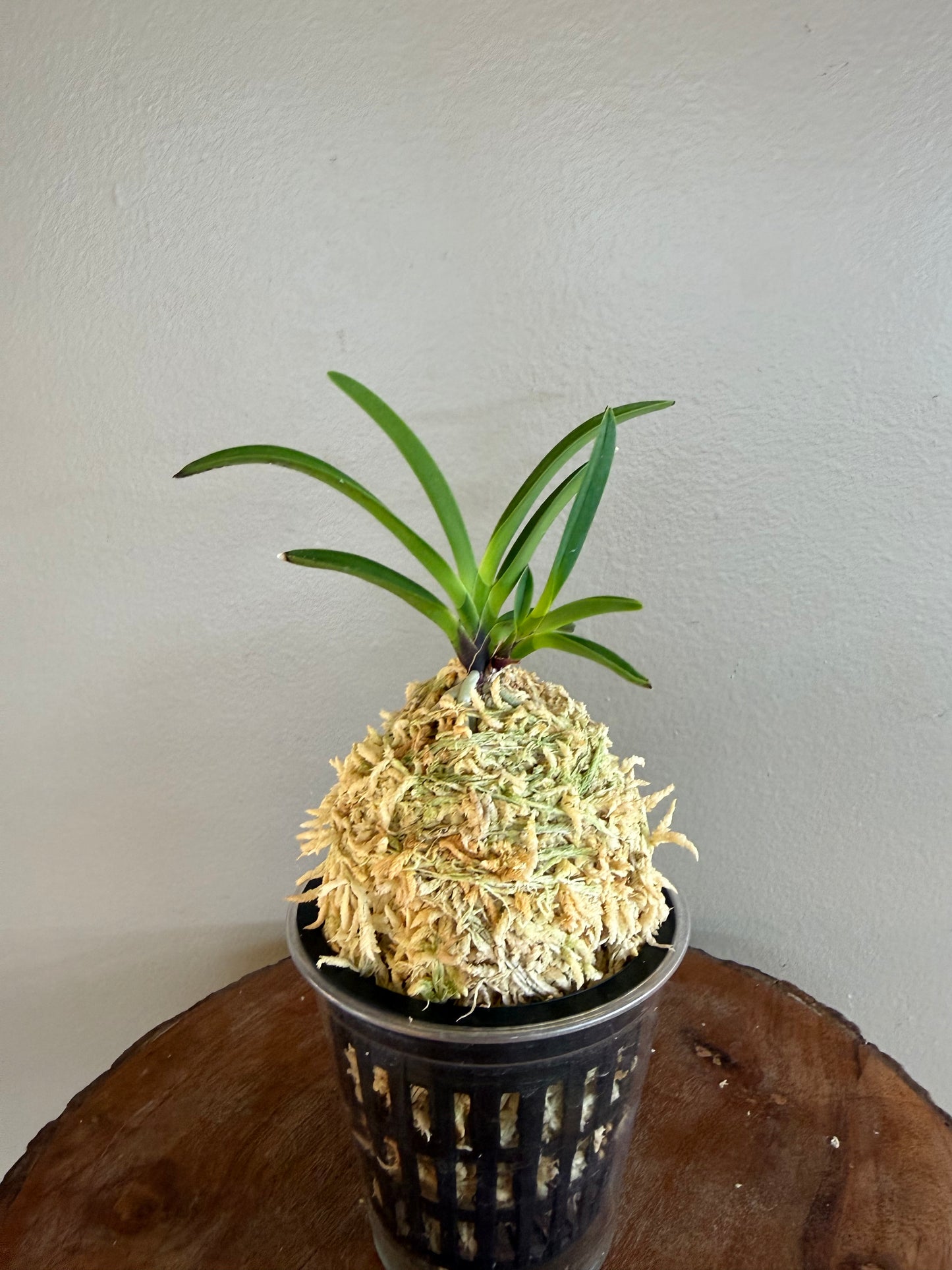 Neofinetia falcata Hong-ya (Honggang*Oushukuume) 紅也 (Copy)