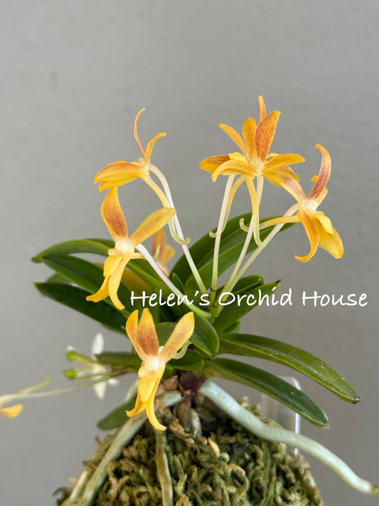 Neofinetia falcata Geumjeong 金頂