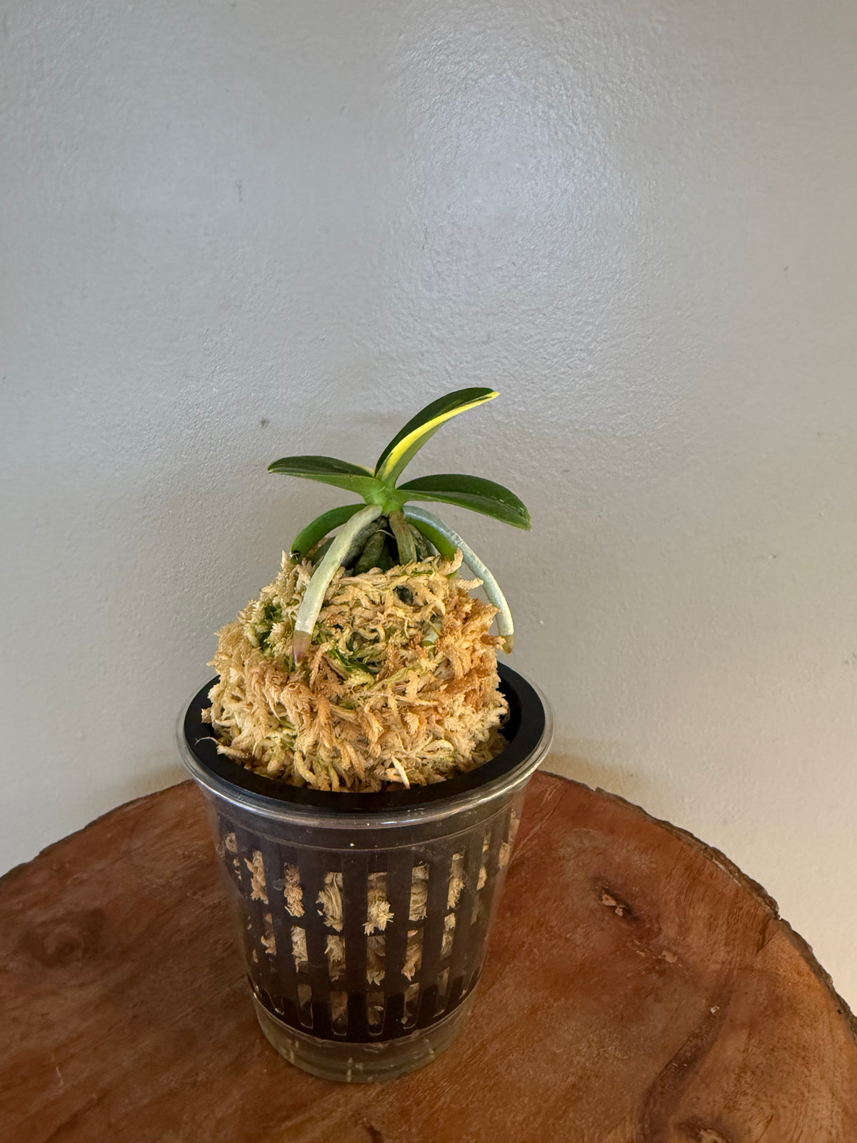 Sedirea japonica Minmaru Shima 明丸錦