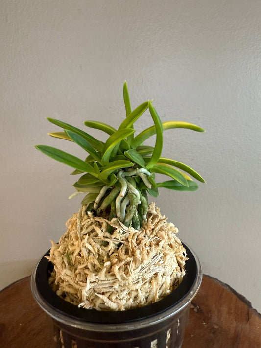 Neofinetia falcata Kinroukaku 金樓閣