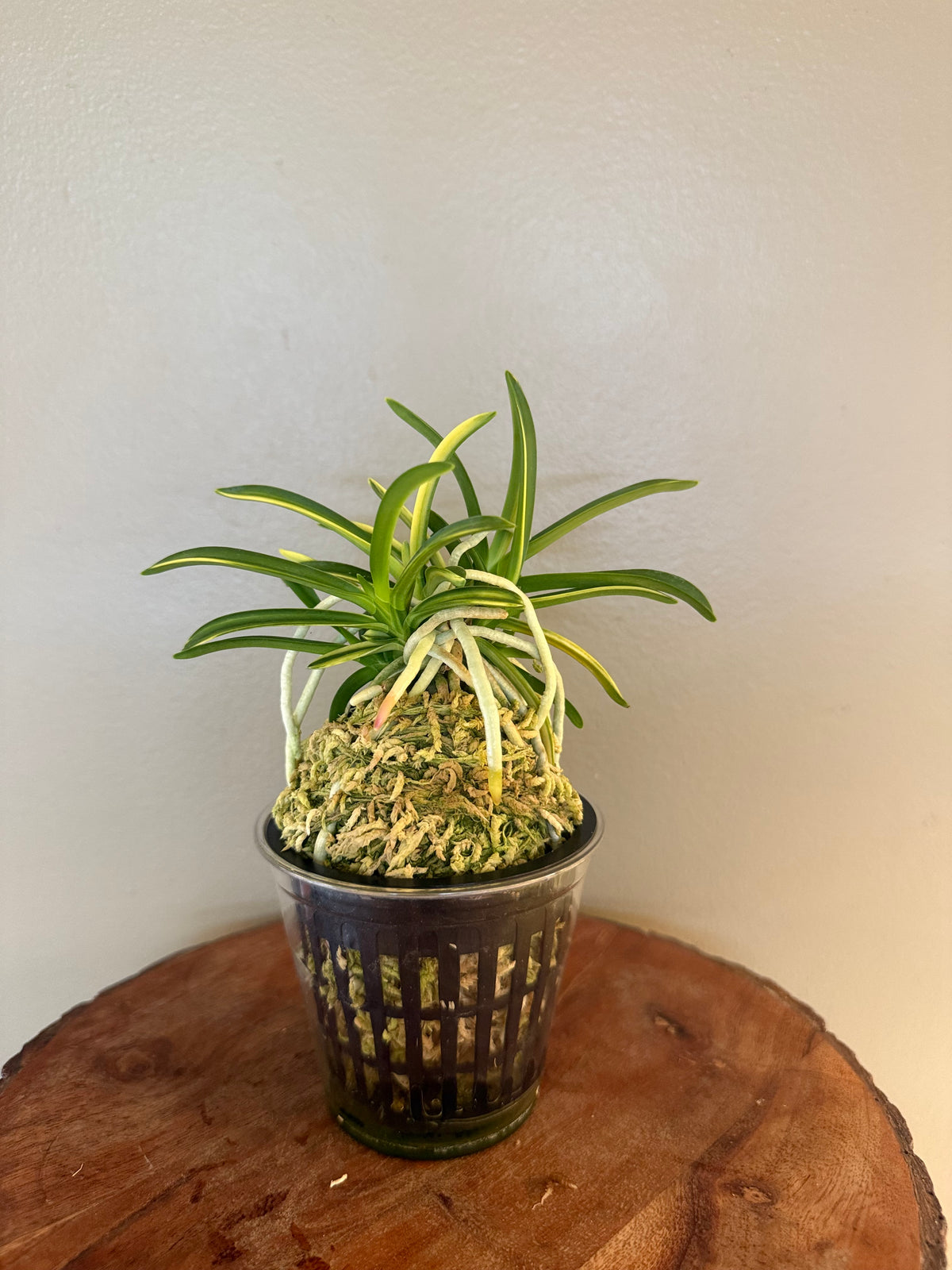 Neofinetia falcata Fugaku 富嶽