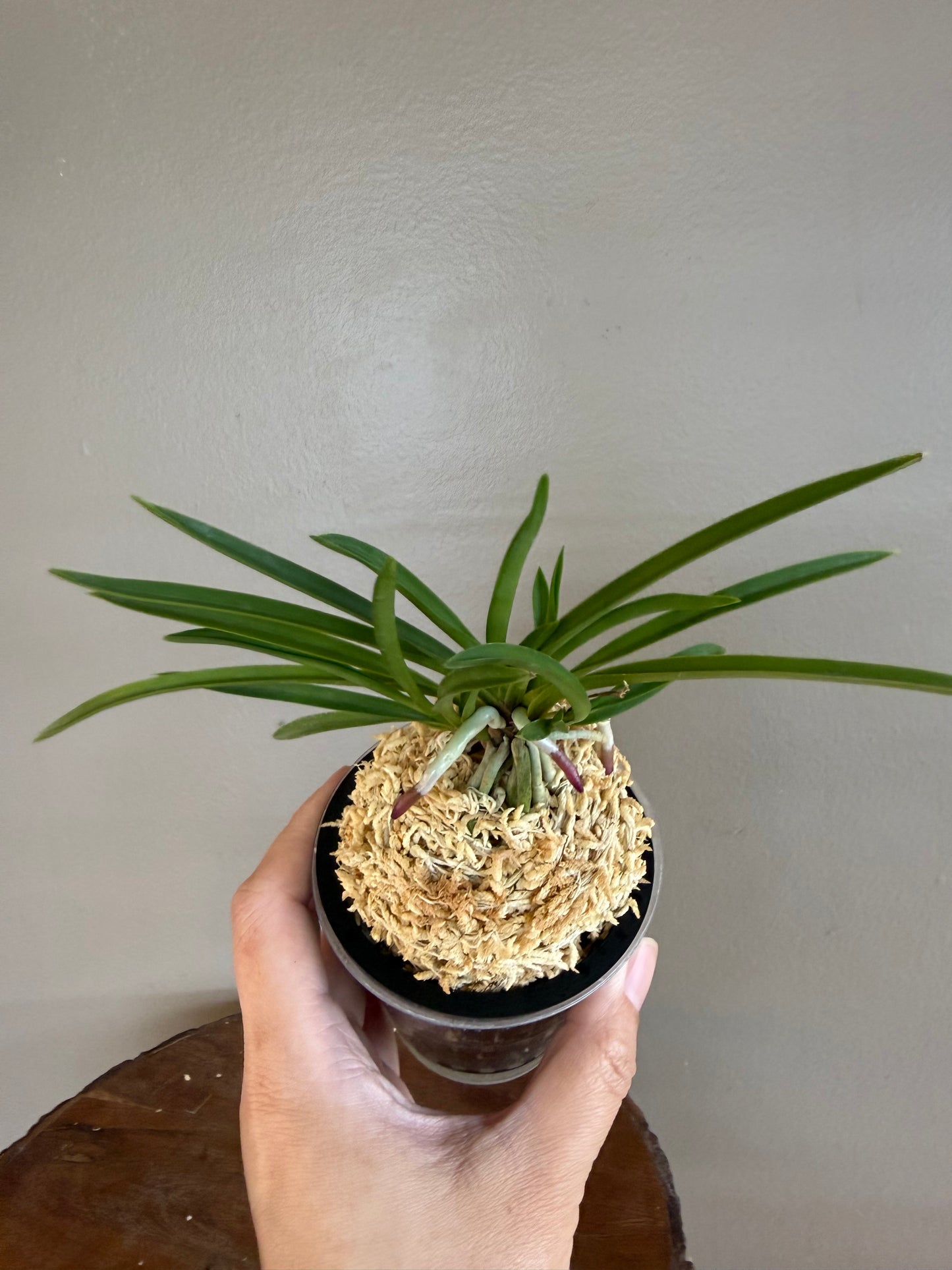 Neofinetia falcata Manjushage 曼珠沙華