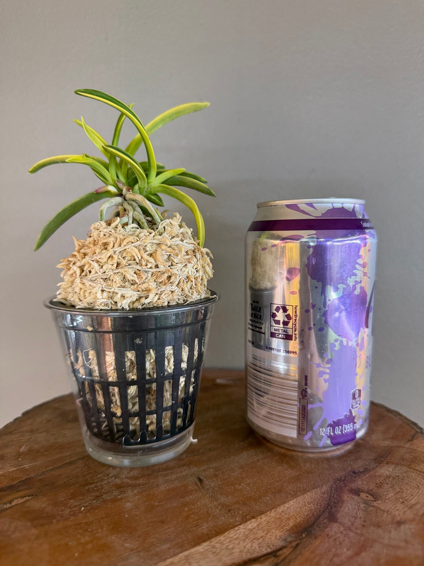 Neofinetia falcata Fugaku 富嶽