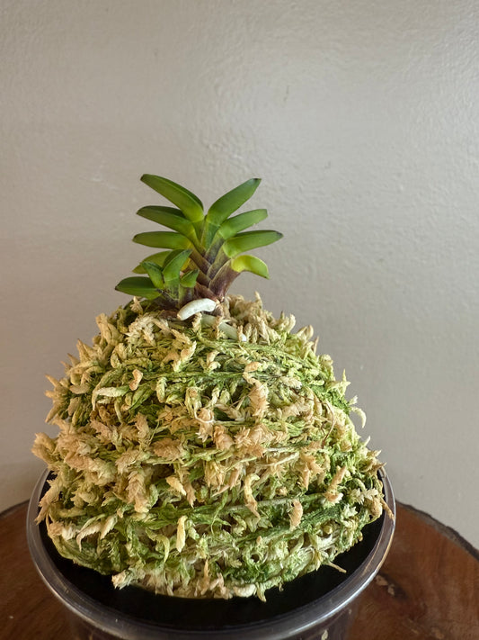 Neofinetia falcata Mame Suzumushi 豆鈴虫