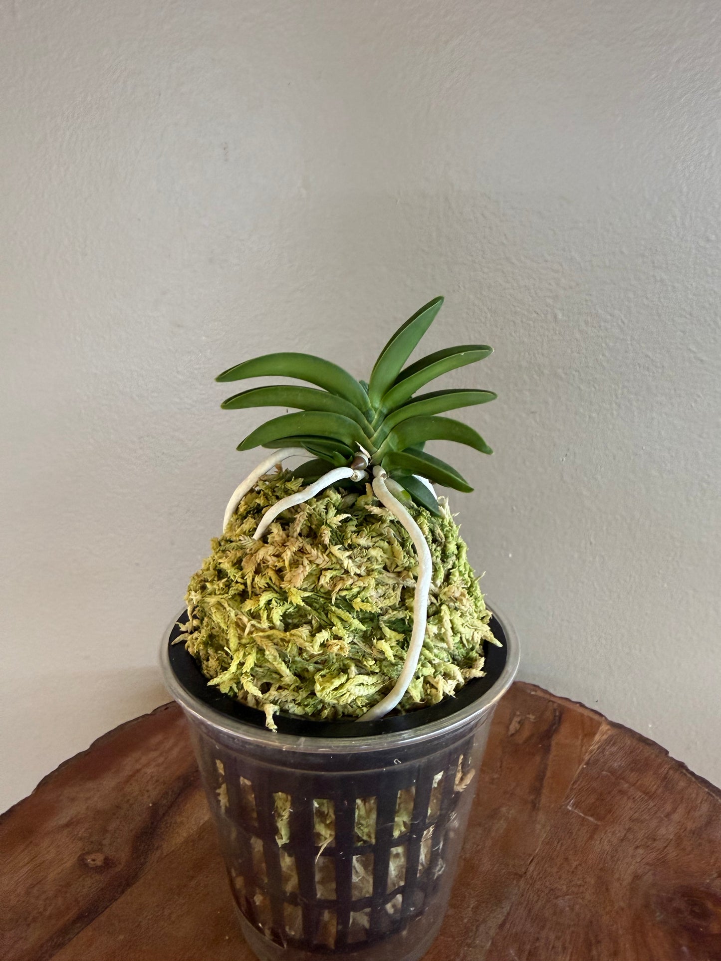 Neofinetia falcata Dojangwon (Jangwon+Honghyeon) 桃壯元