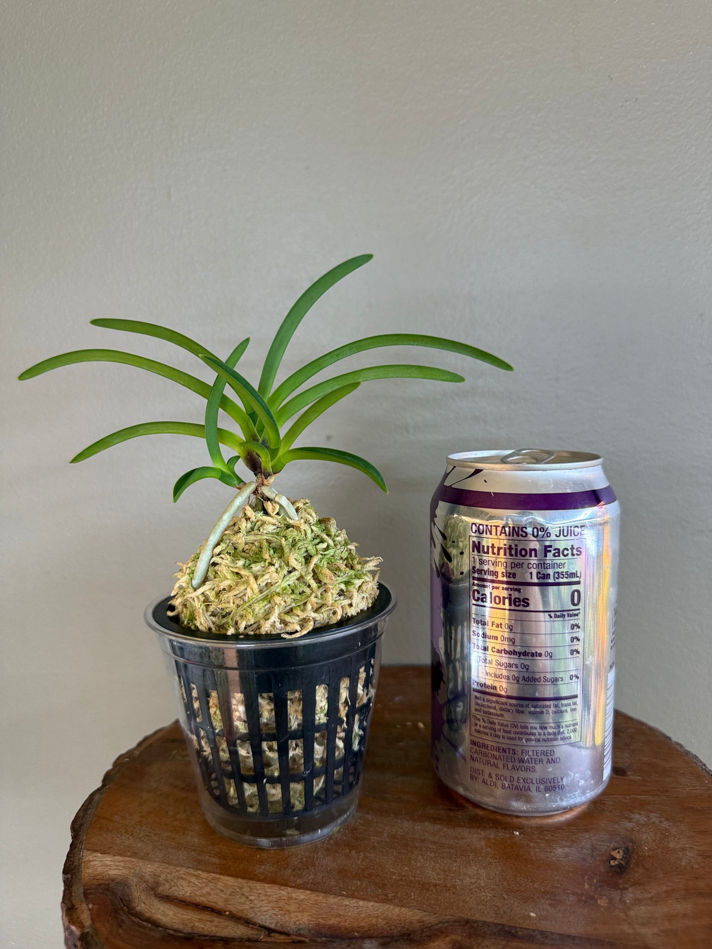 Neofinetia falcata Tennyo no Mai 天女の舞