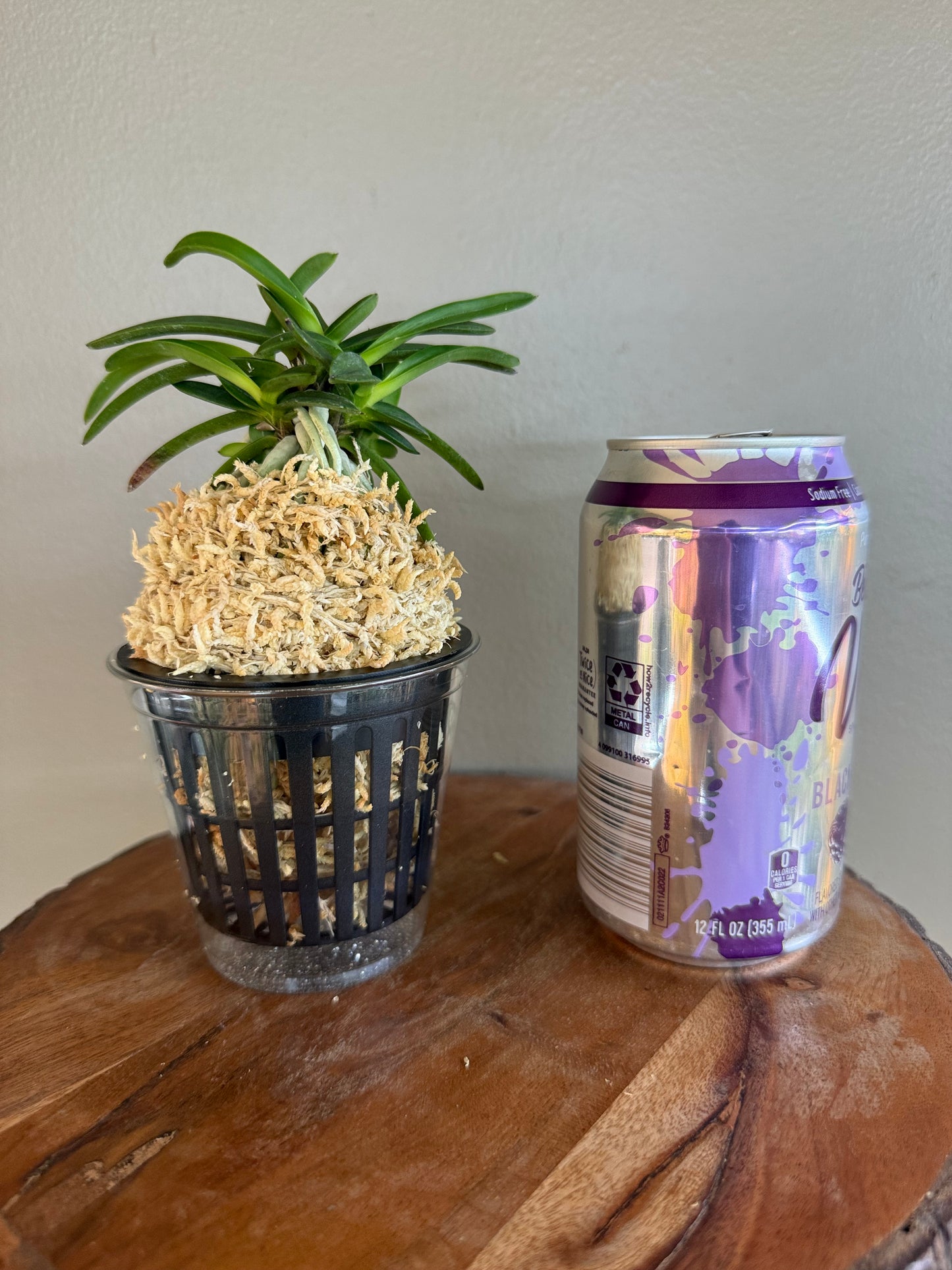 Neofinetia falcata Benitengu 紅天狗