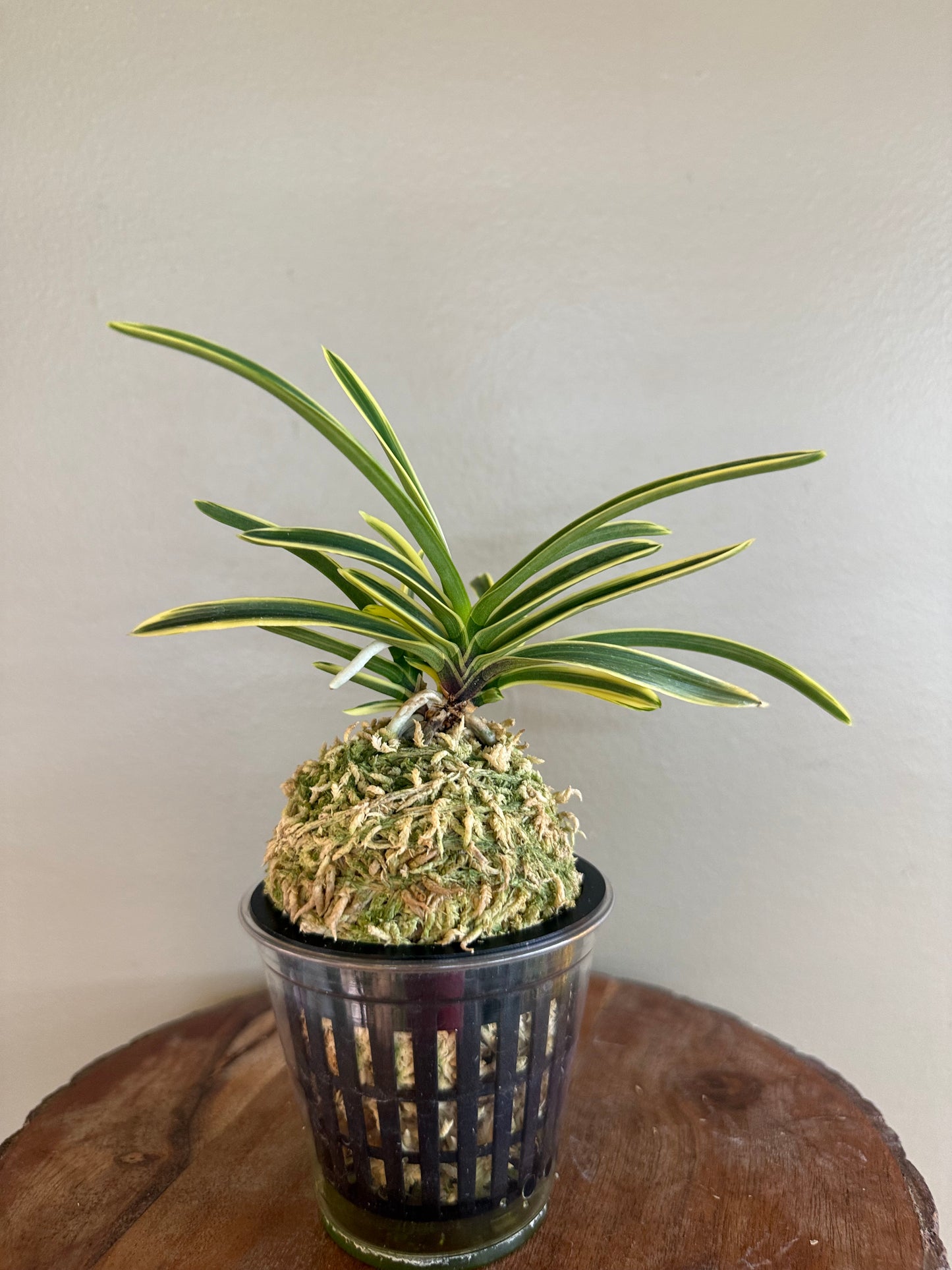 Neofinetia falcata Suruga Fukurin 駿河覆輪