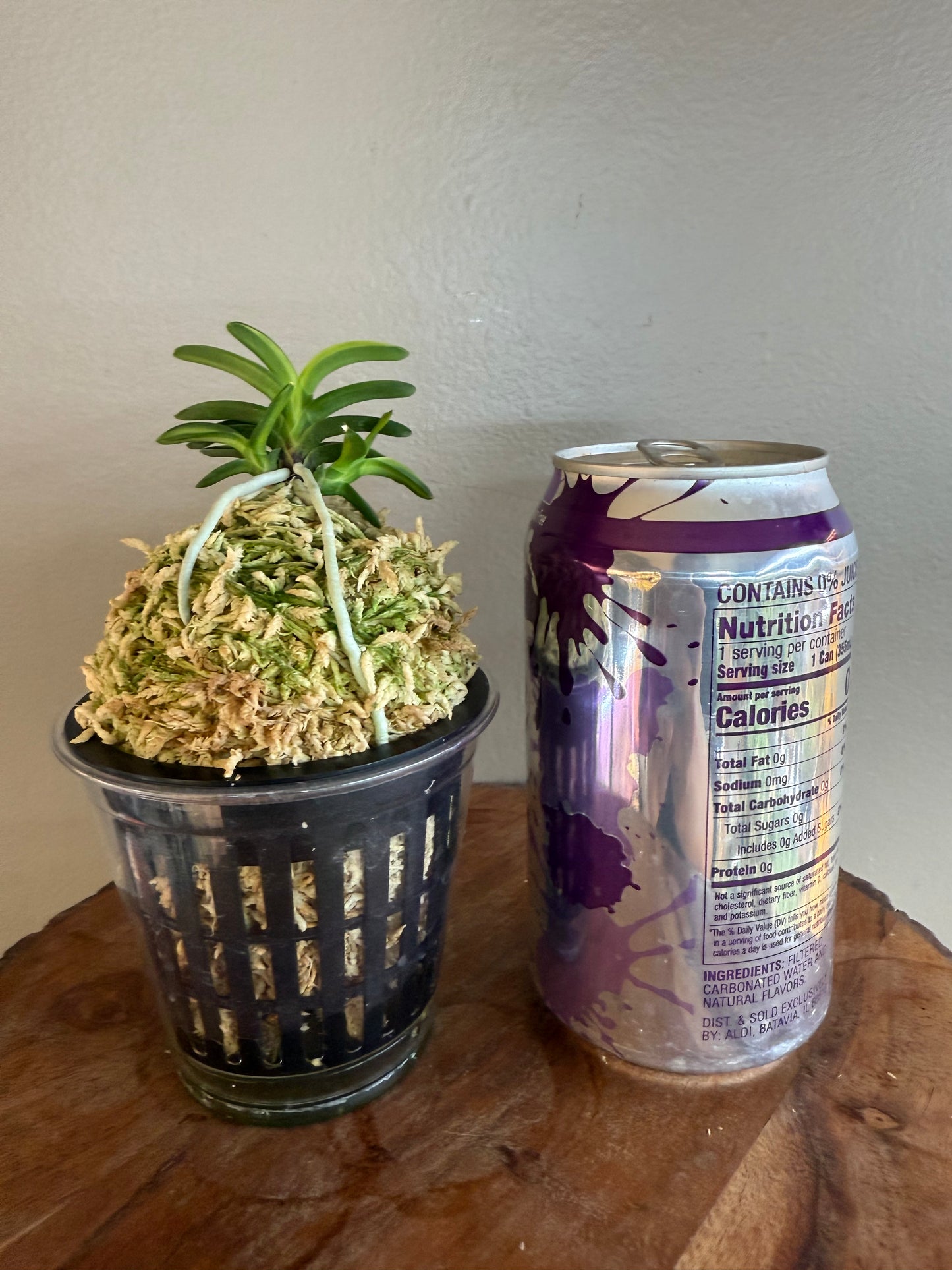Neofinetia falcata Tsushima nishiki (Tsushima Ryokuho shima) 對馬錦