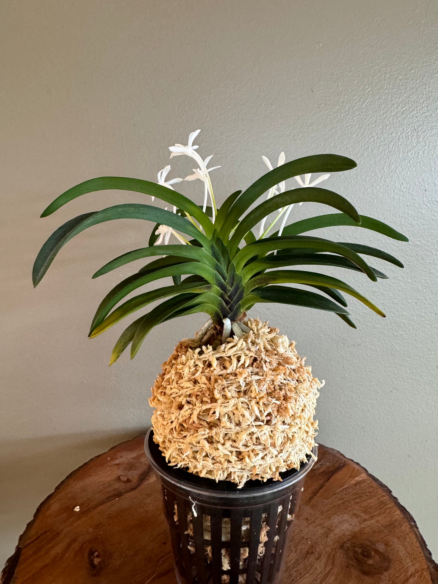 Neofinetia falcata Onami Seikai 大波青海