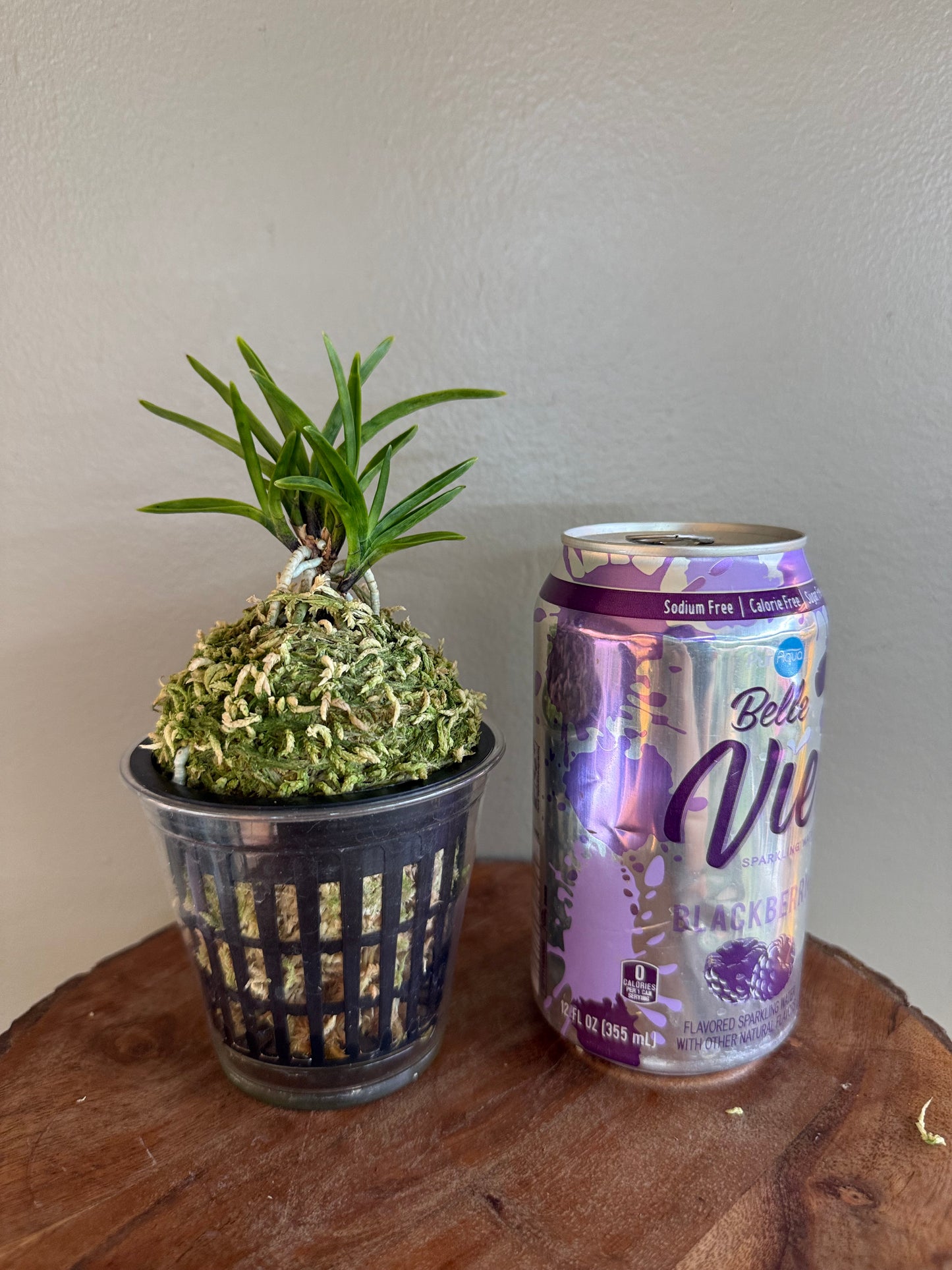 Neofinetia falcata Kinkosei 金光星