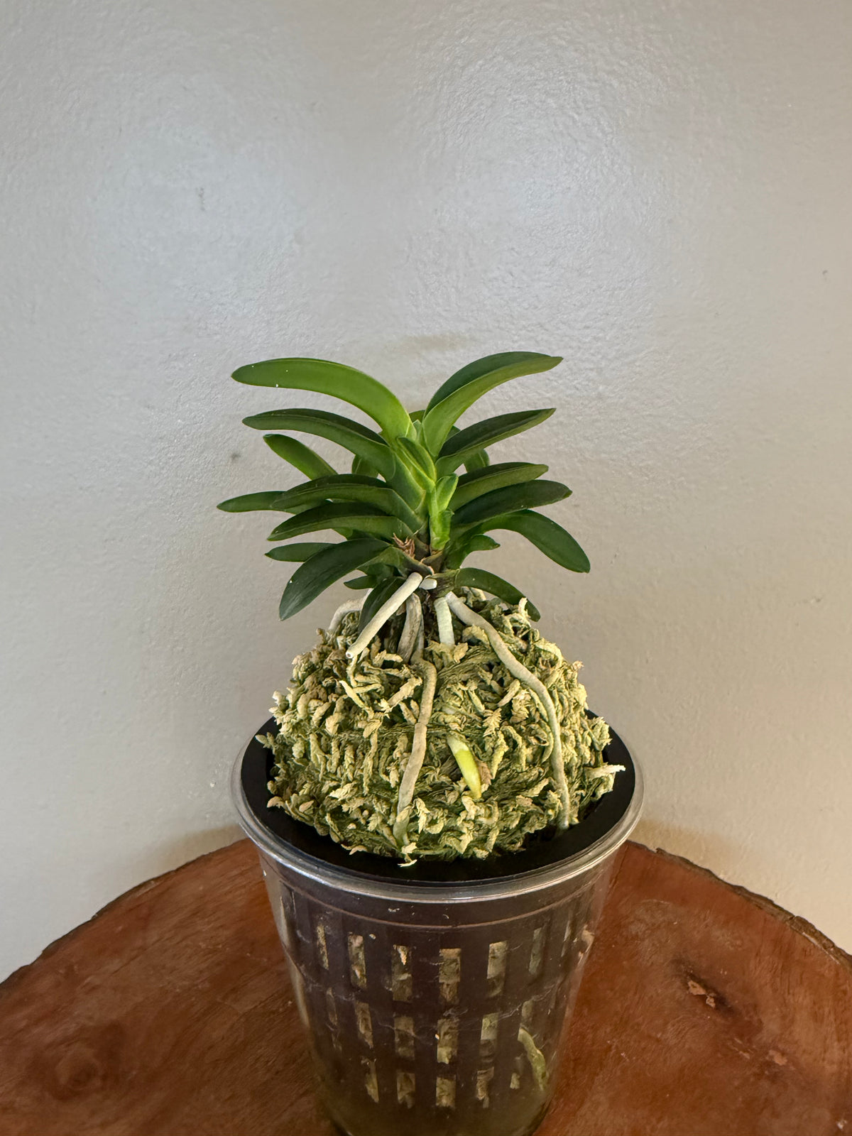 Neofinetia falcata Tsushima nishiki (Tsushima Ryokuho shima) 對馬錦