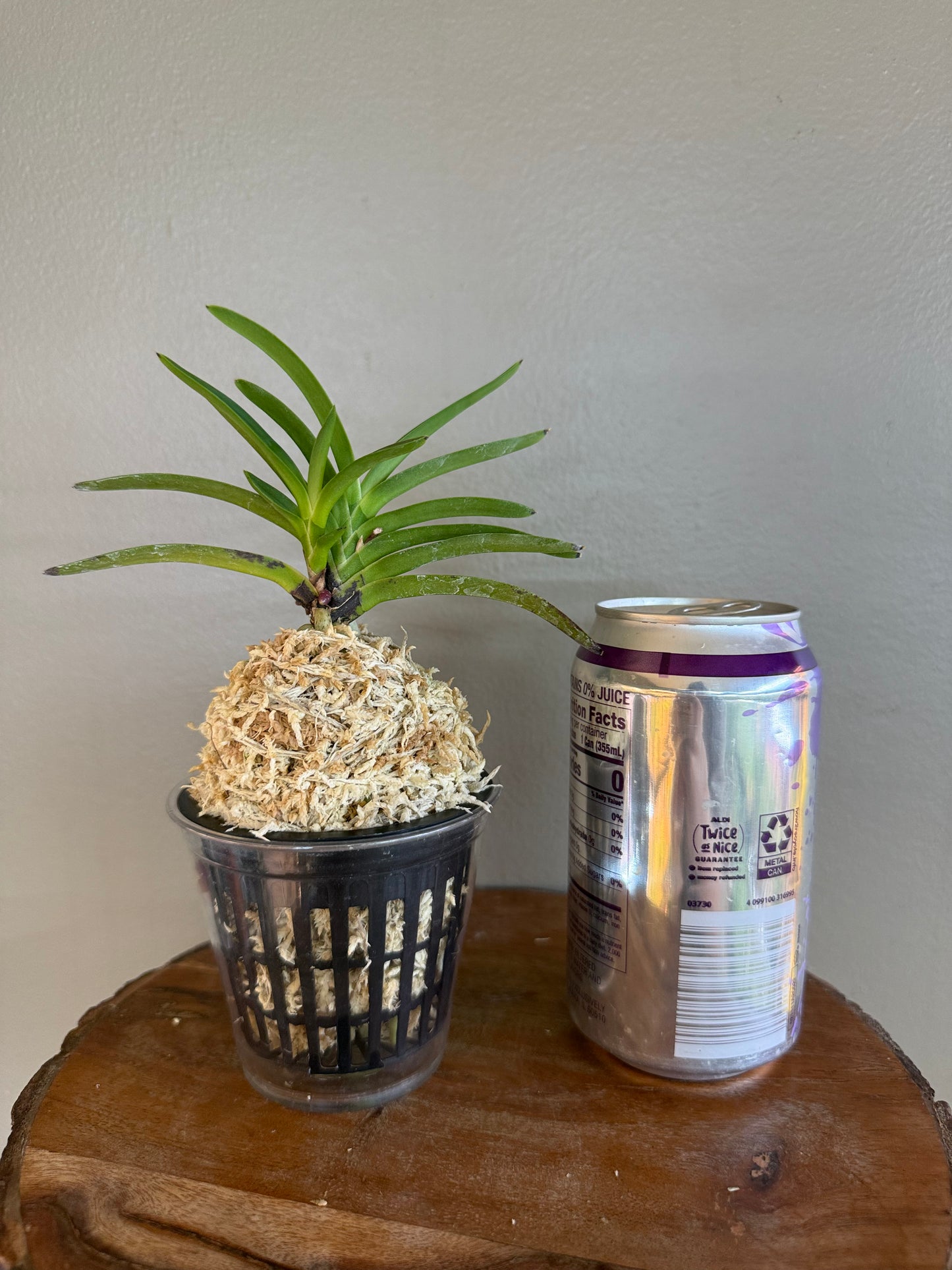 Neofinetia falcata Mangekyo 万華境