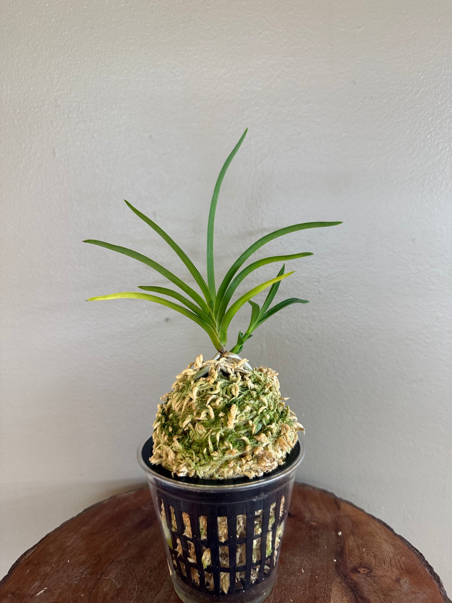 Neofinetia falcata Hwangjiyeon 黃池淵