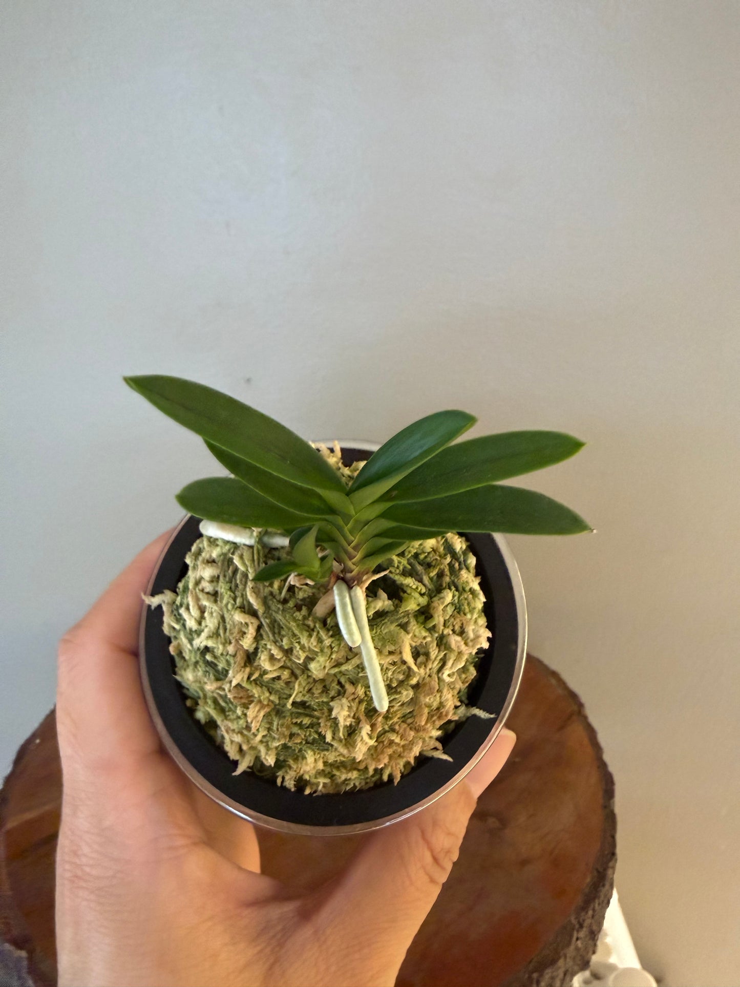 Neofinetia falcata Buyong 芙蓉
