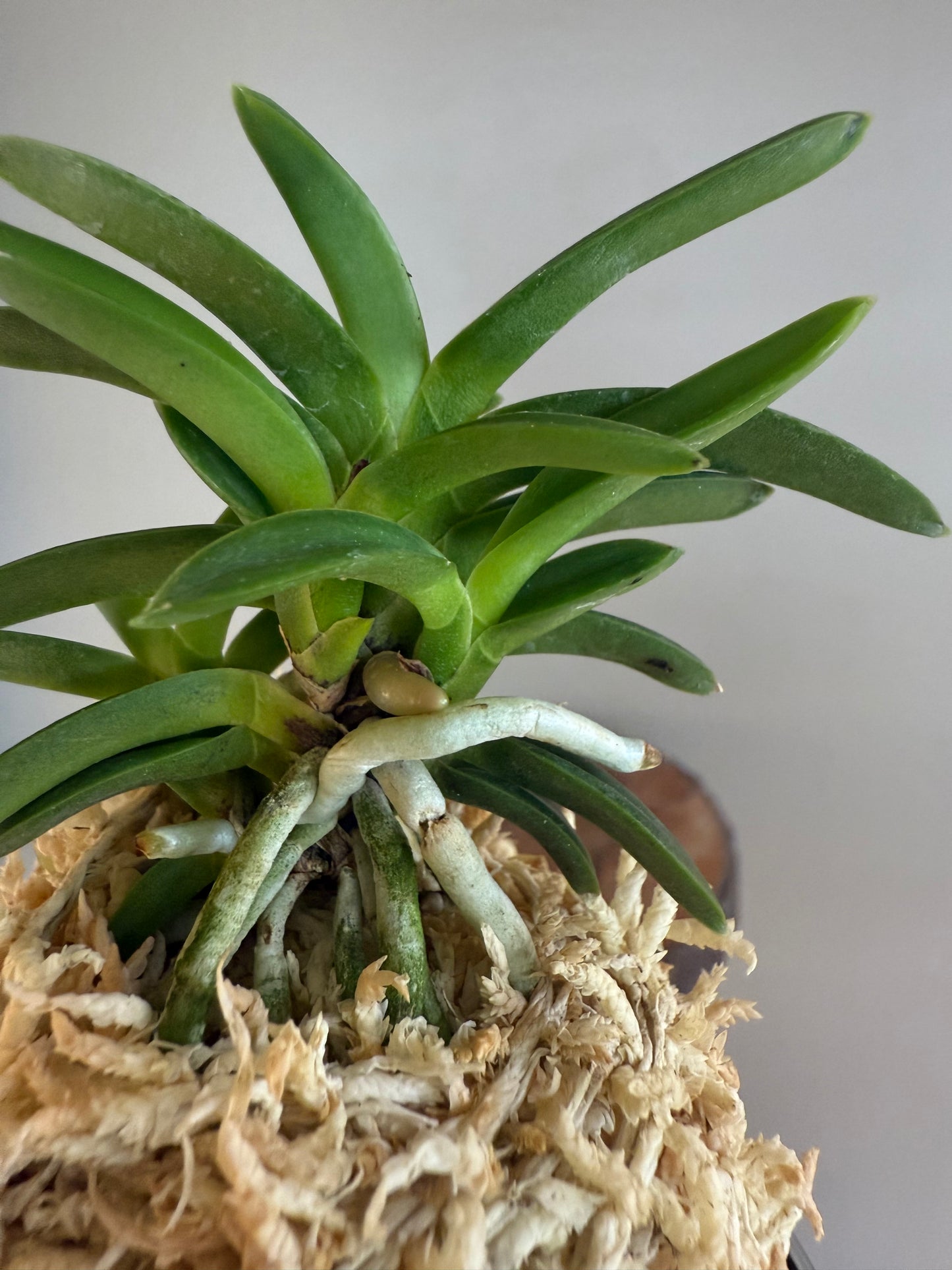 Neofinetia falcata Tsushima Ryokuho 對馬綠寶