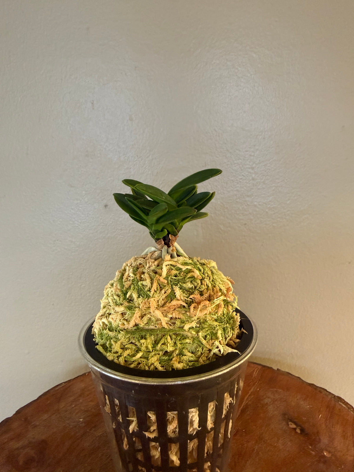 Neofinetia falcata Kobantakara 小判宝