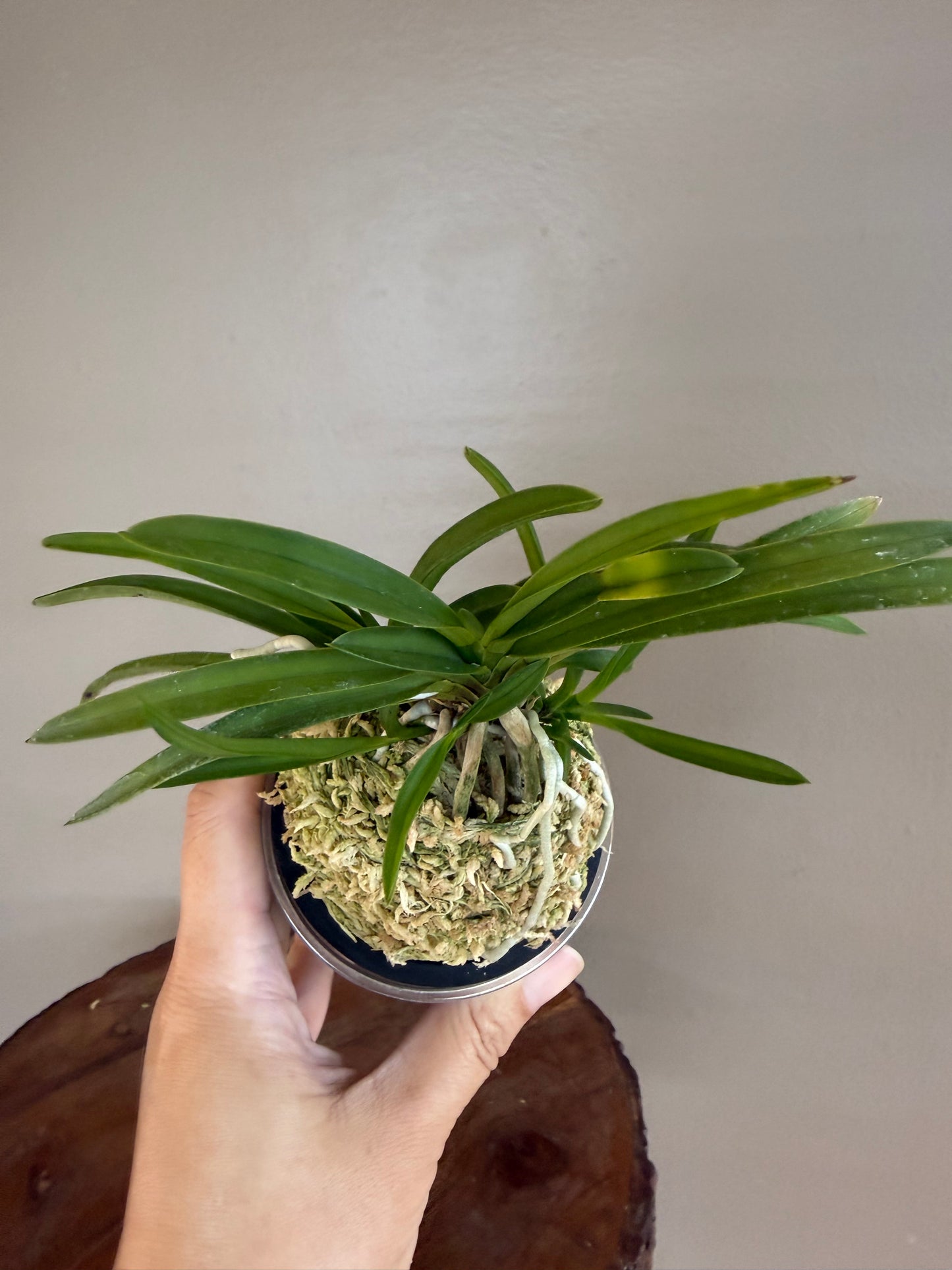 Neofinetia falcata kobai 紅梅