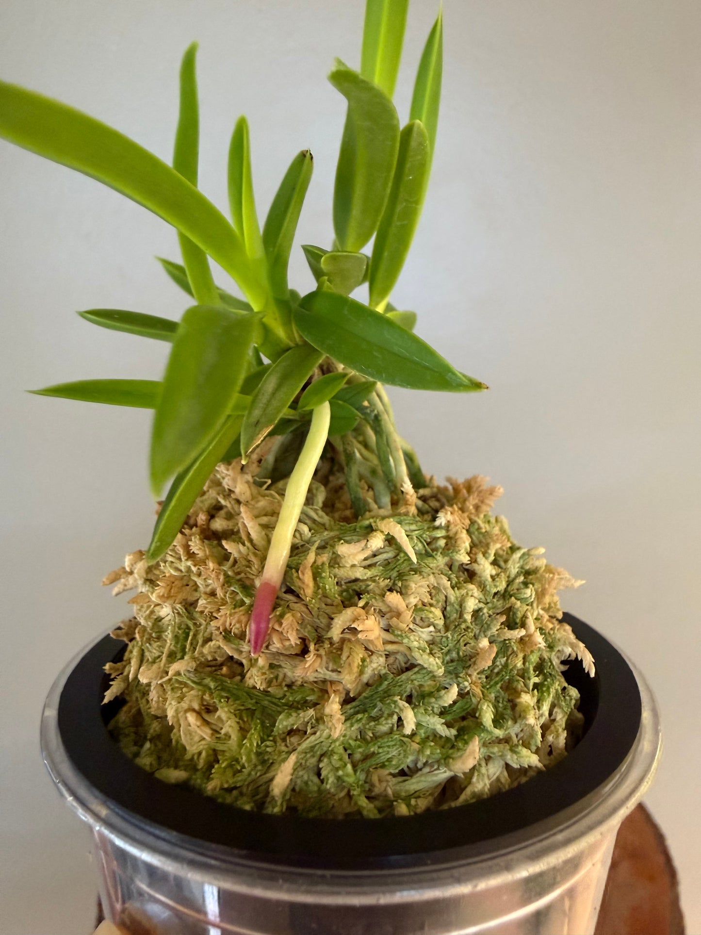 Neofinetia falcata Seoho 瑞虎