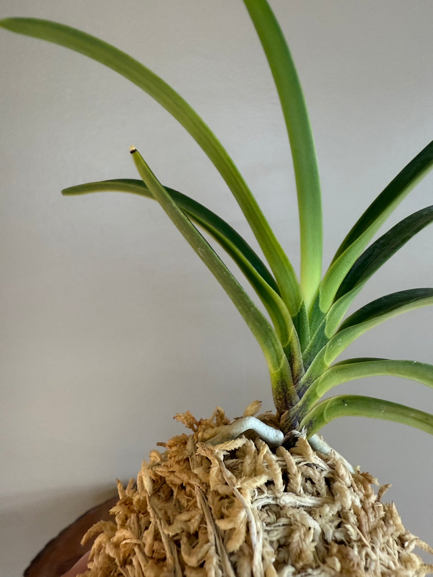 Neofinetia falcata Hakutenko 白天晃