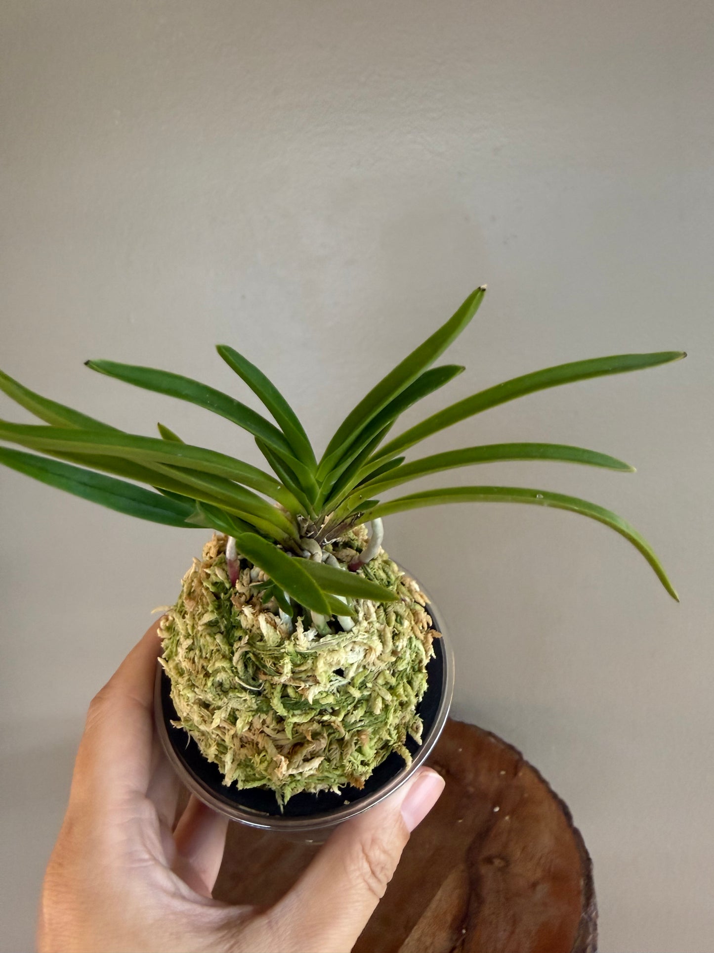 Neofinetia falcata Manjushage 曼珠沙華