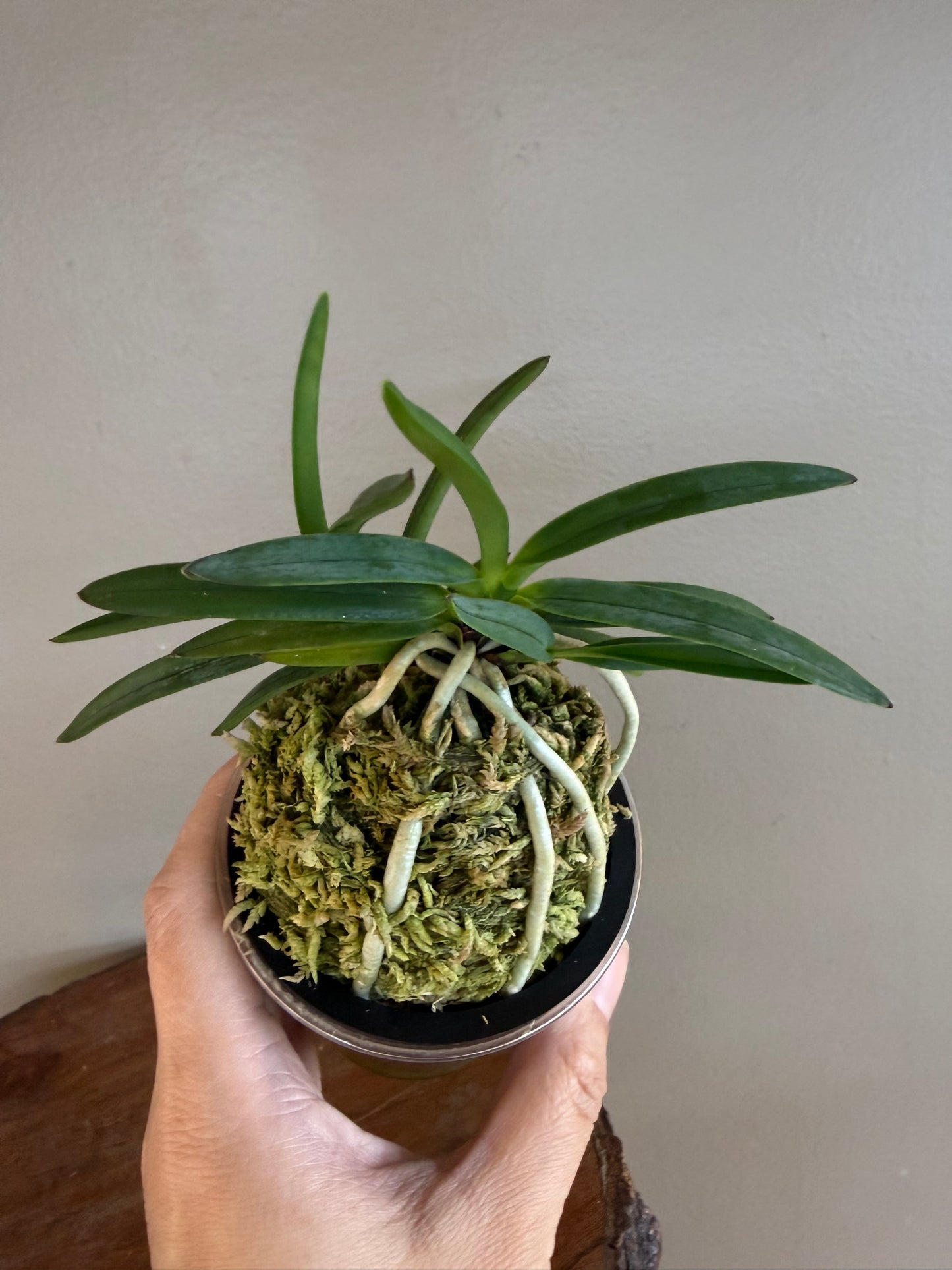 Neofinetia falcata Kogyoku no hana 紅玉の花