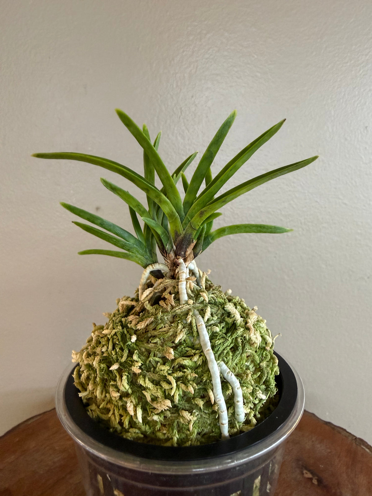 Neofinetia falcata Kinkosei 金光星