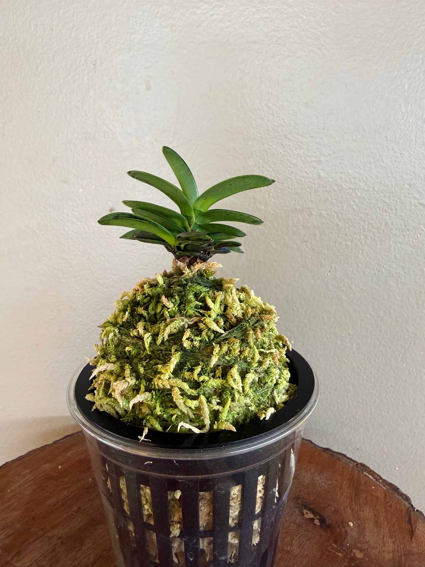Neofinetia falcata Geumo (Kurohyo）金烏 (jp 黑豹）