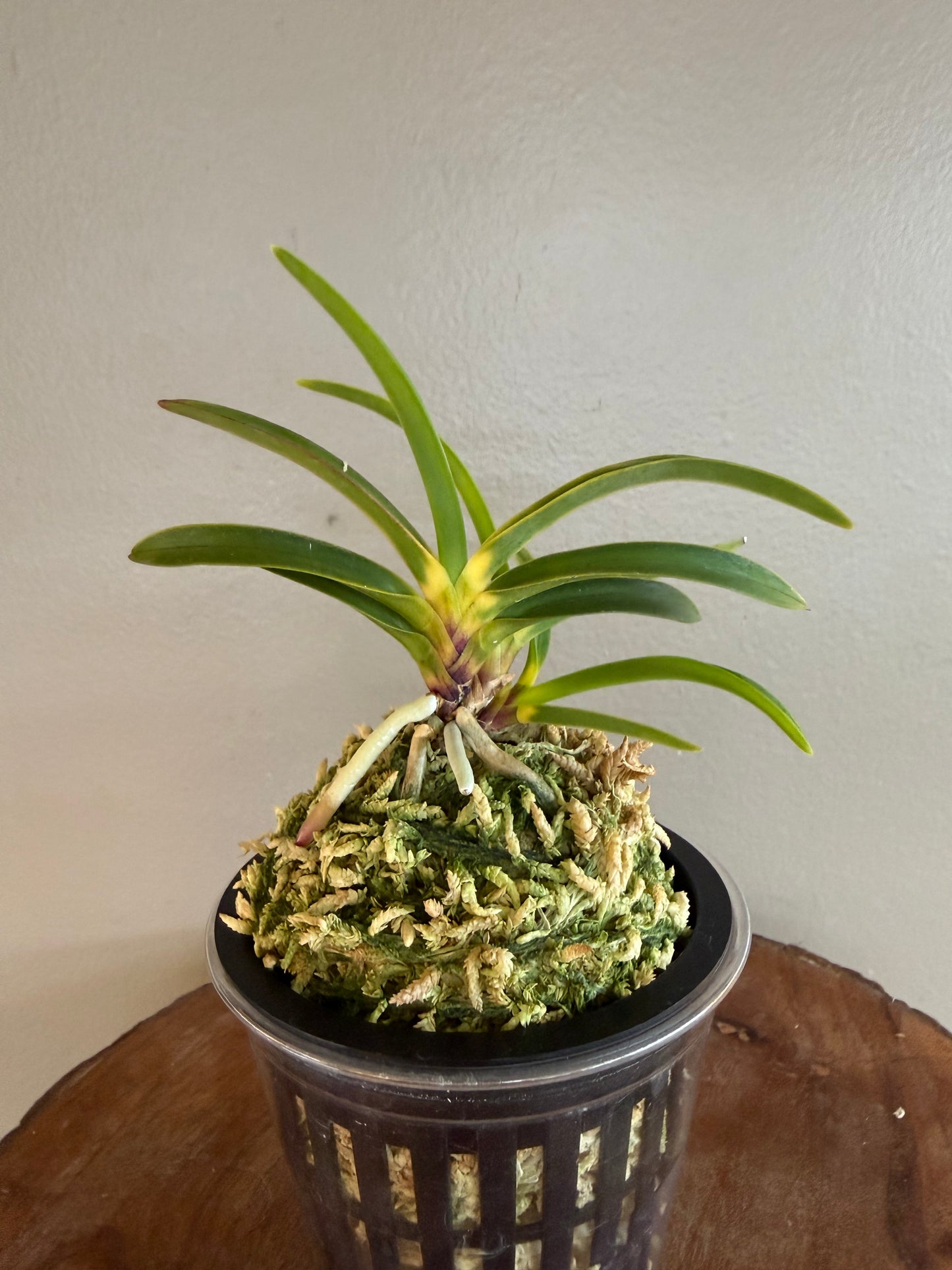 Neofinetia falcata Shingetsu 真月