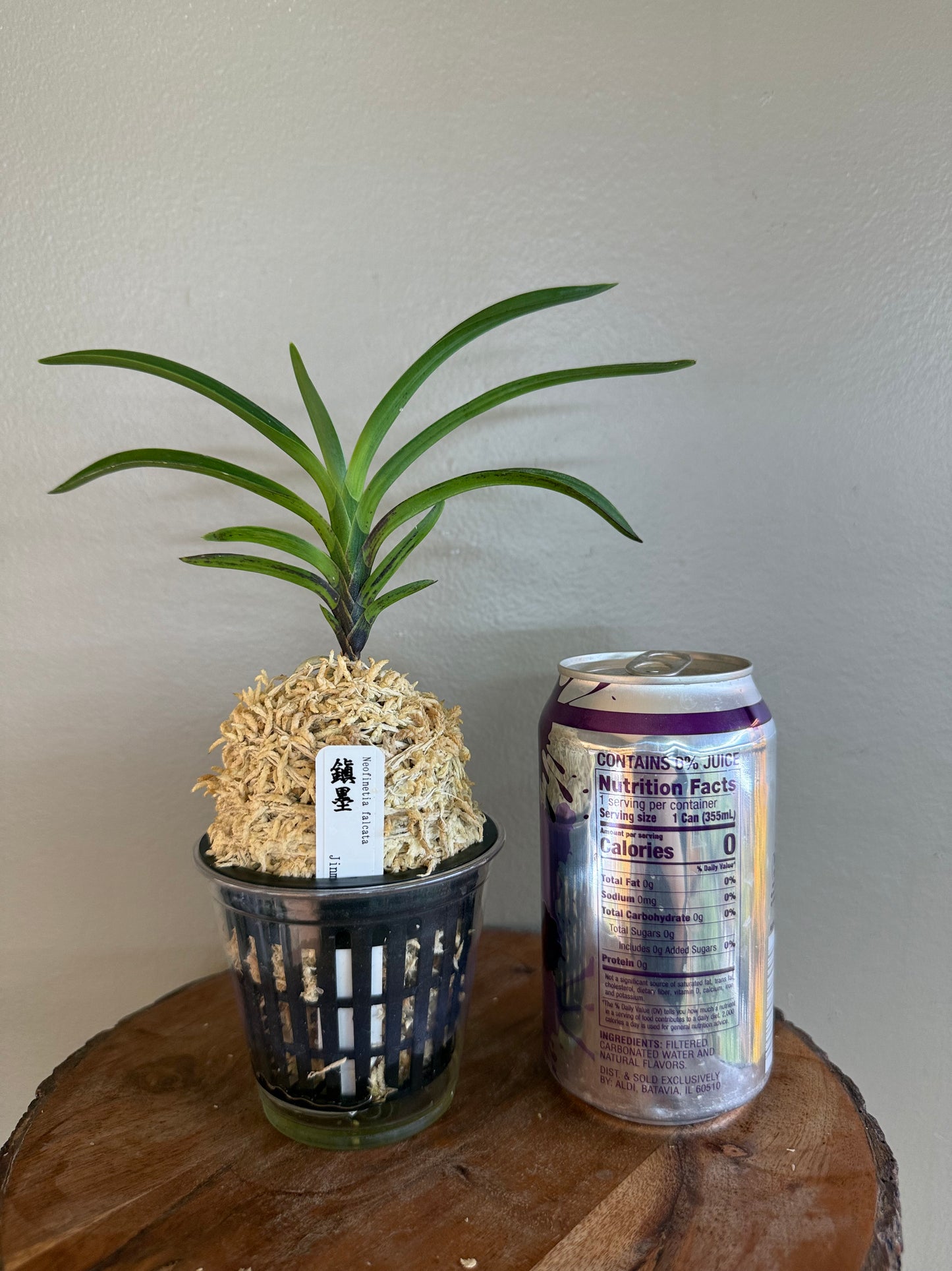 Neofinetia falcata Jinmuk 鎮墨