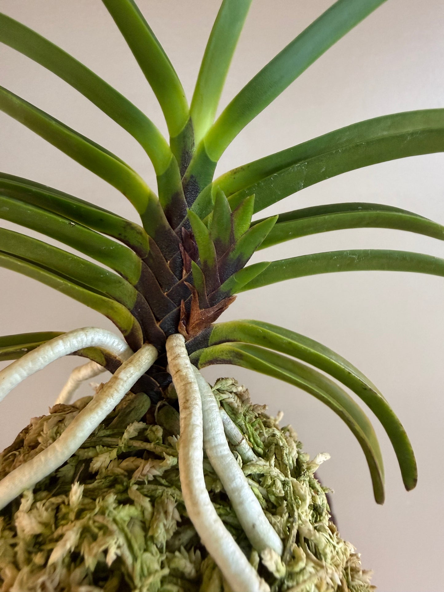 Neofinetia falcata Akausagi 赤兎