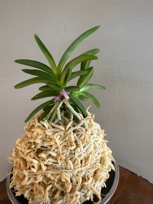 Neofinetia falcata Homeiden 豊明殿
