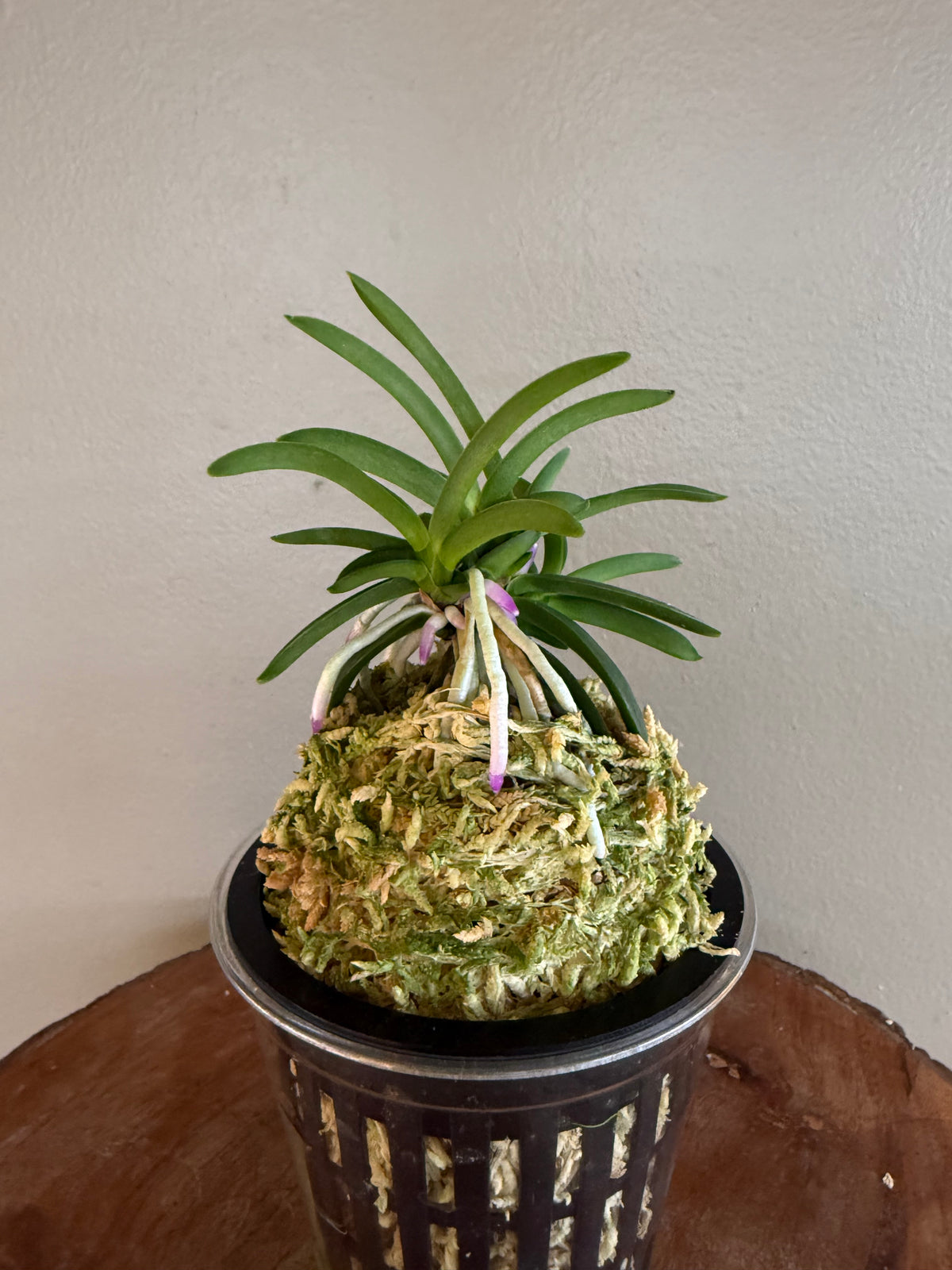 Neofinetia falcata Homeiden 豊明殿