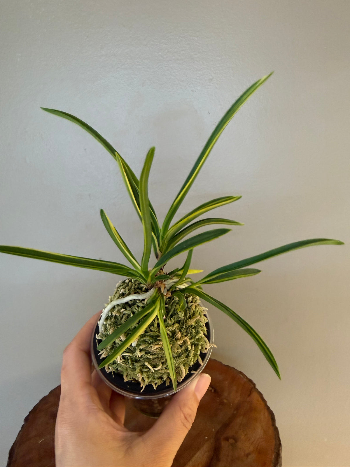 Neofinetia falcata Shinkoto 新湖東